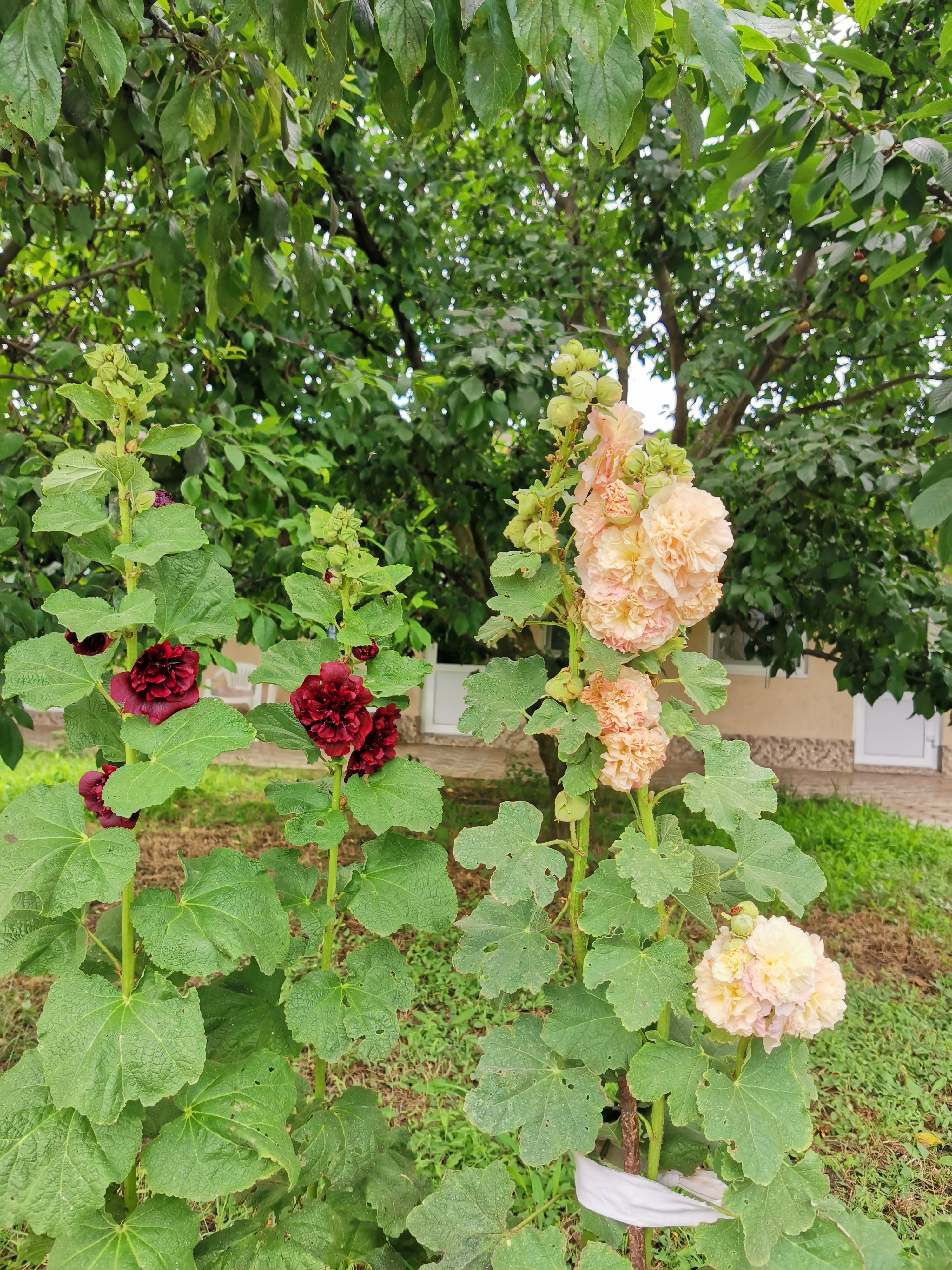 Фото Лонисера