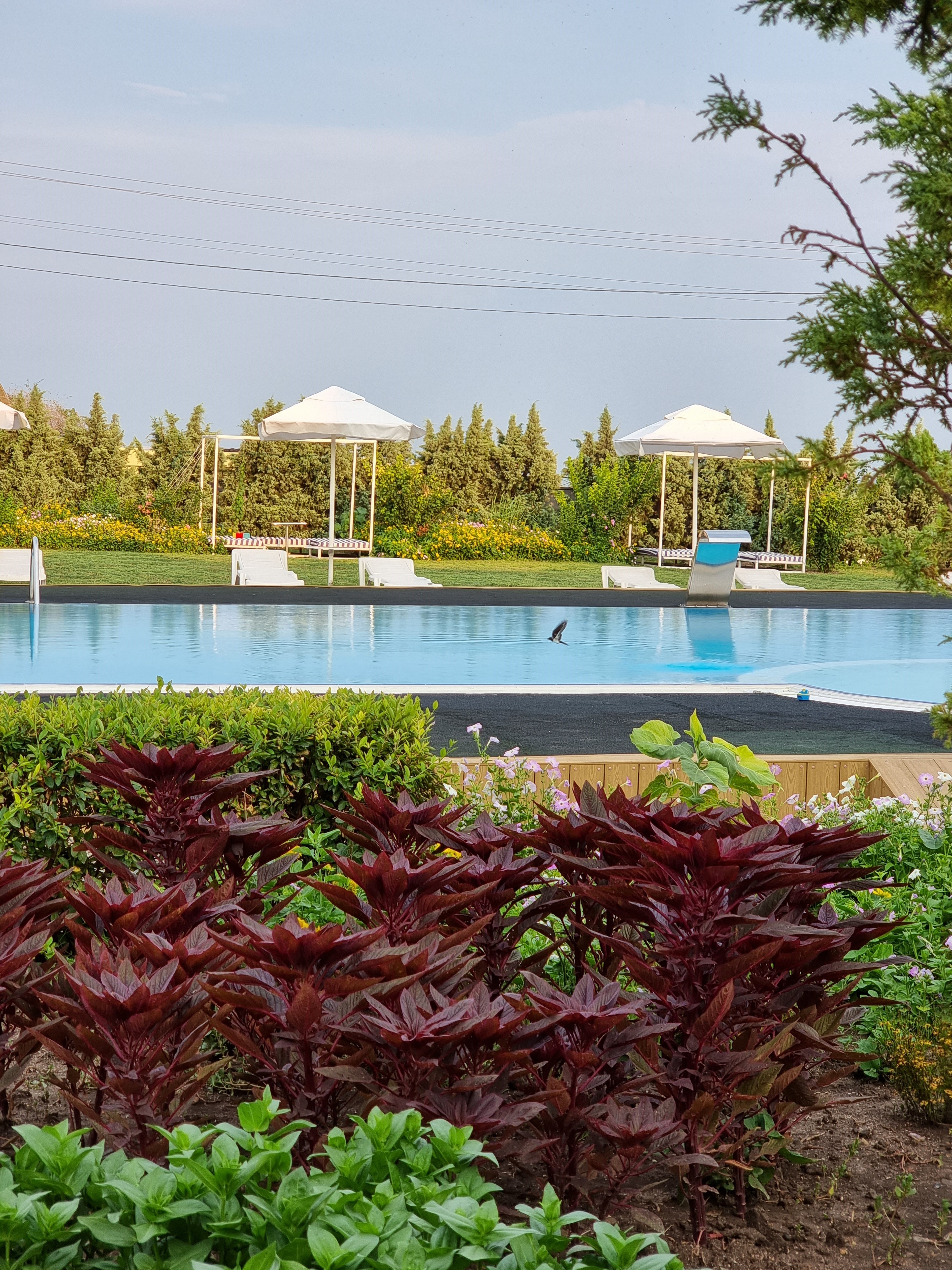 Фото Альбатрос