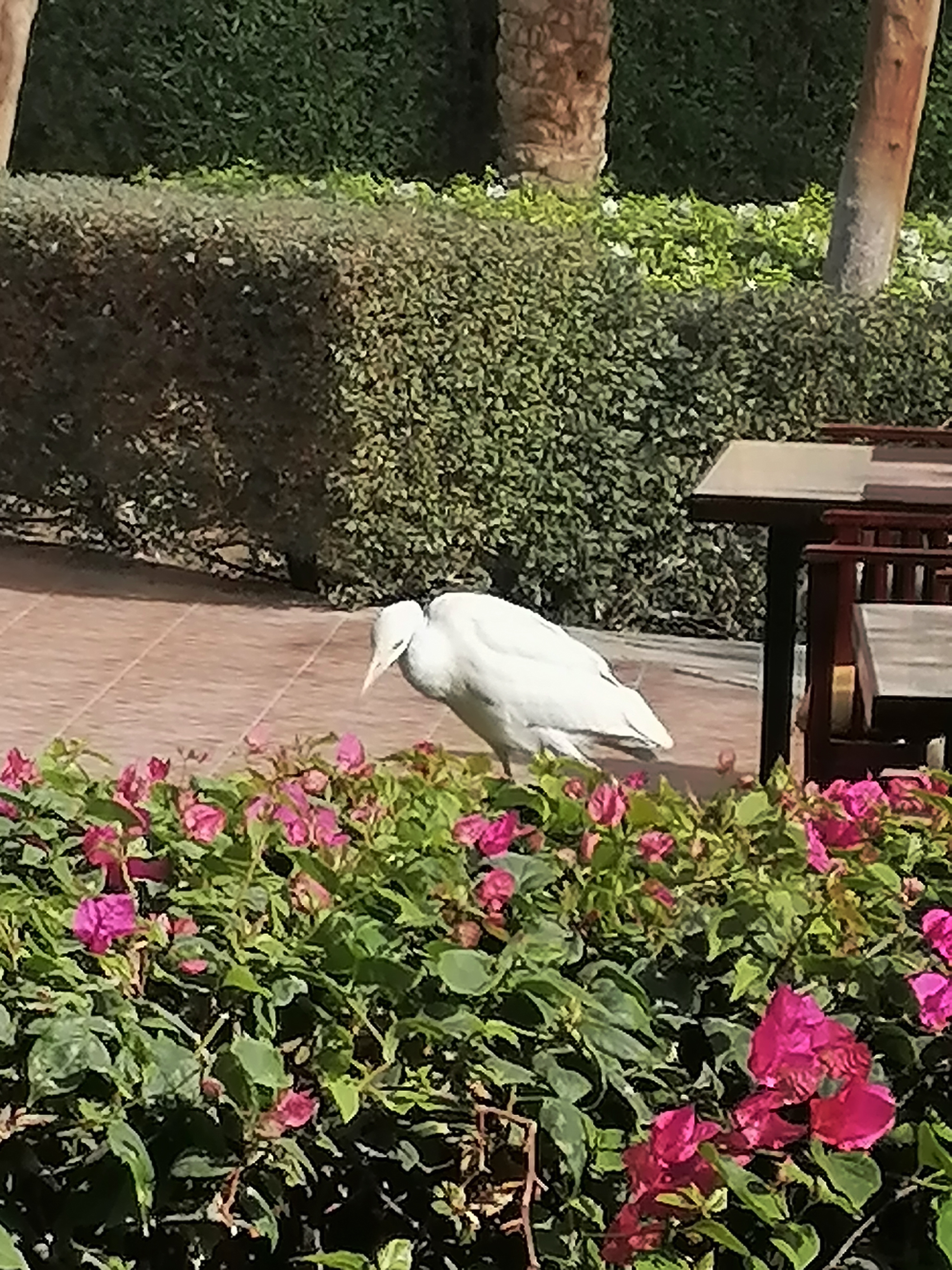 Фото Стелла Бич Резорт & СПА