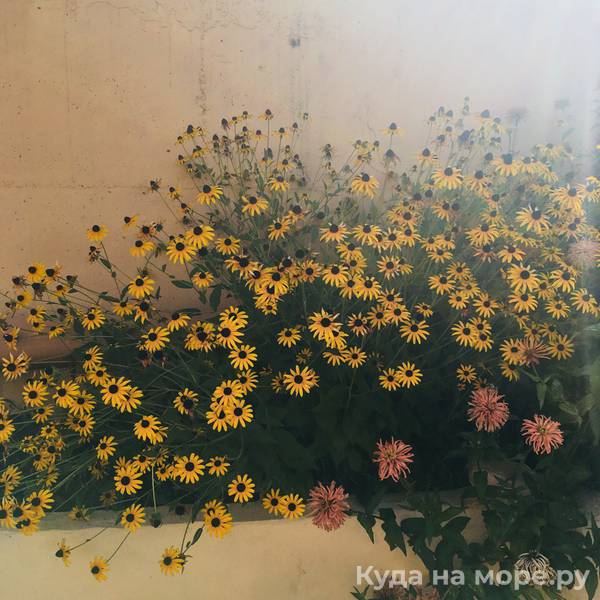 Фото Виолетта