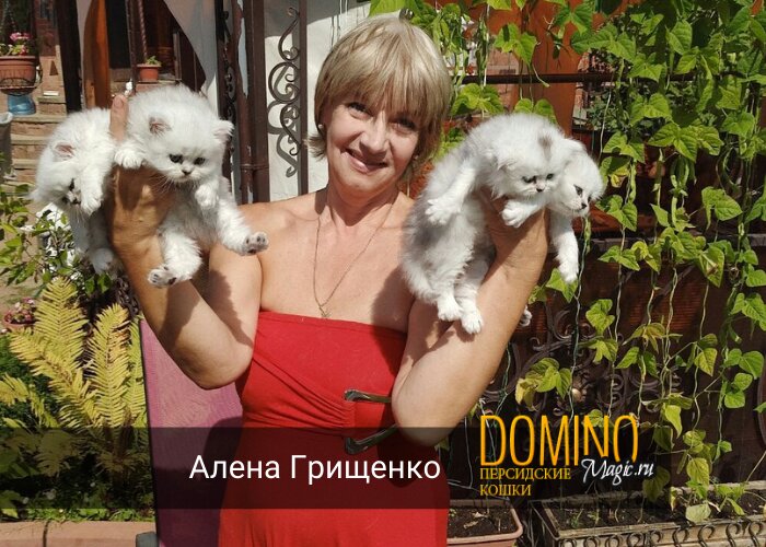 питомник животных — Питомник персидских кошек Domino Magic — Москва, фото №1