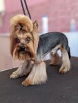 Aconit (Novouglichskoye Highway, 94А), pet salon