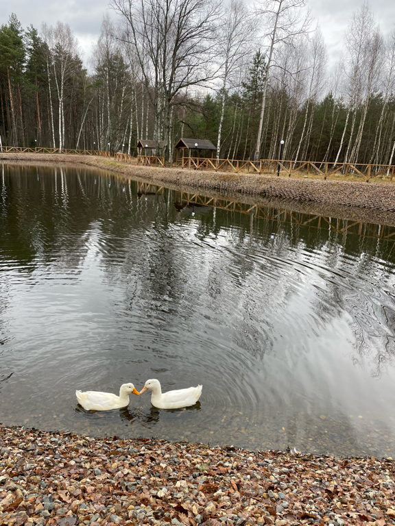 Фото Sherwood Park Hotel