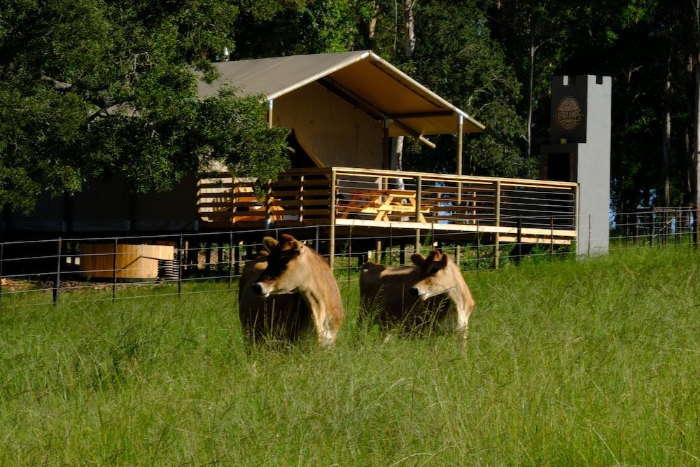 Фото AfriCamps at Oakhurst- Glamping