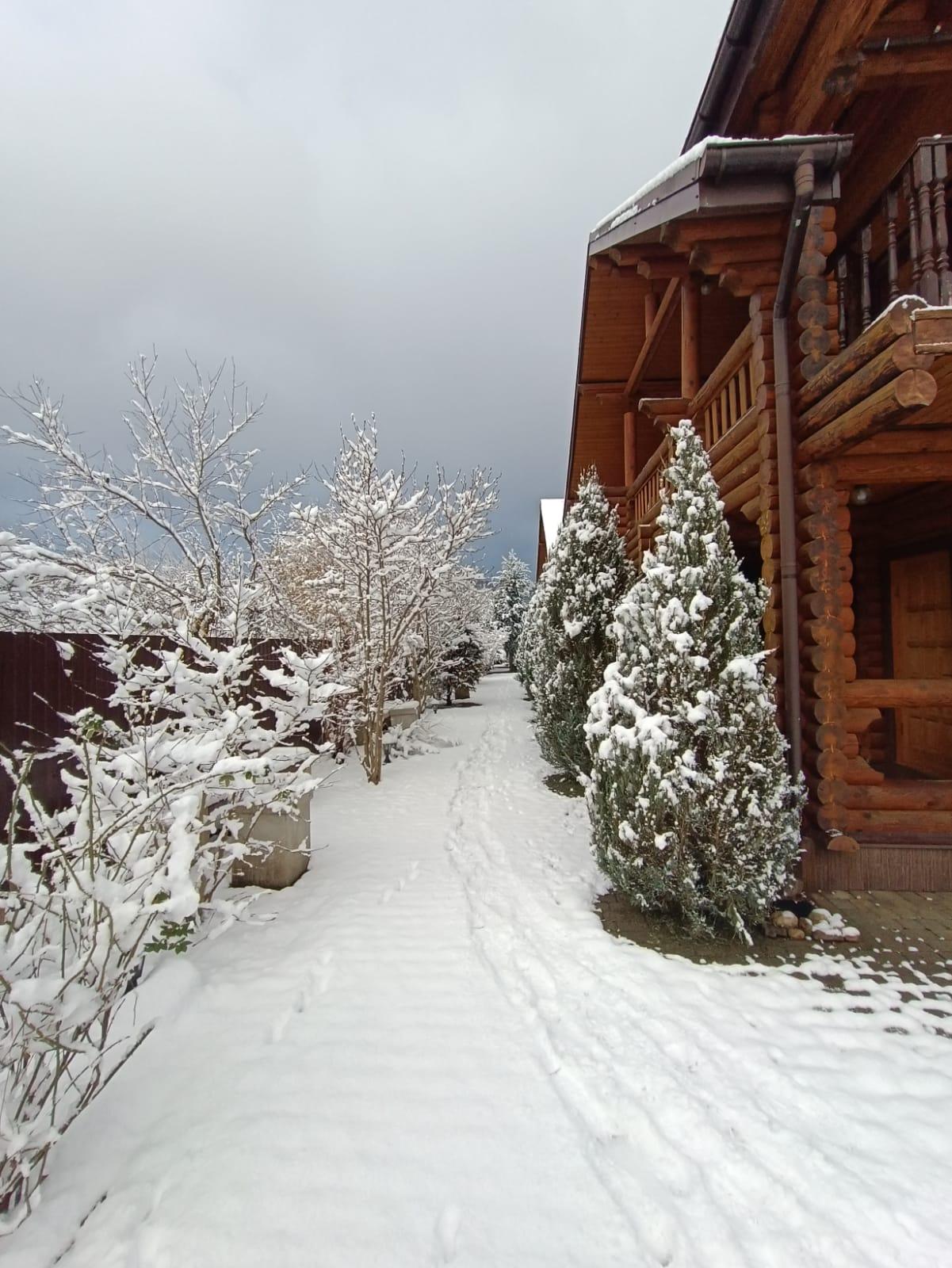 Фото Вербена