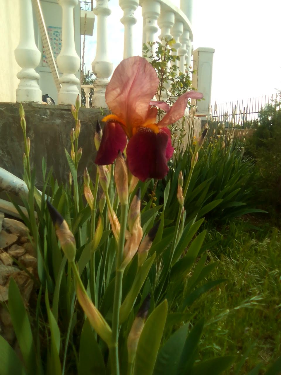 Фото Империал