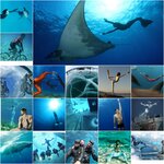 Homodelphinus (Andronovskoye Highway, 26с1) ، غطس