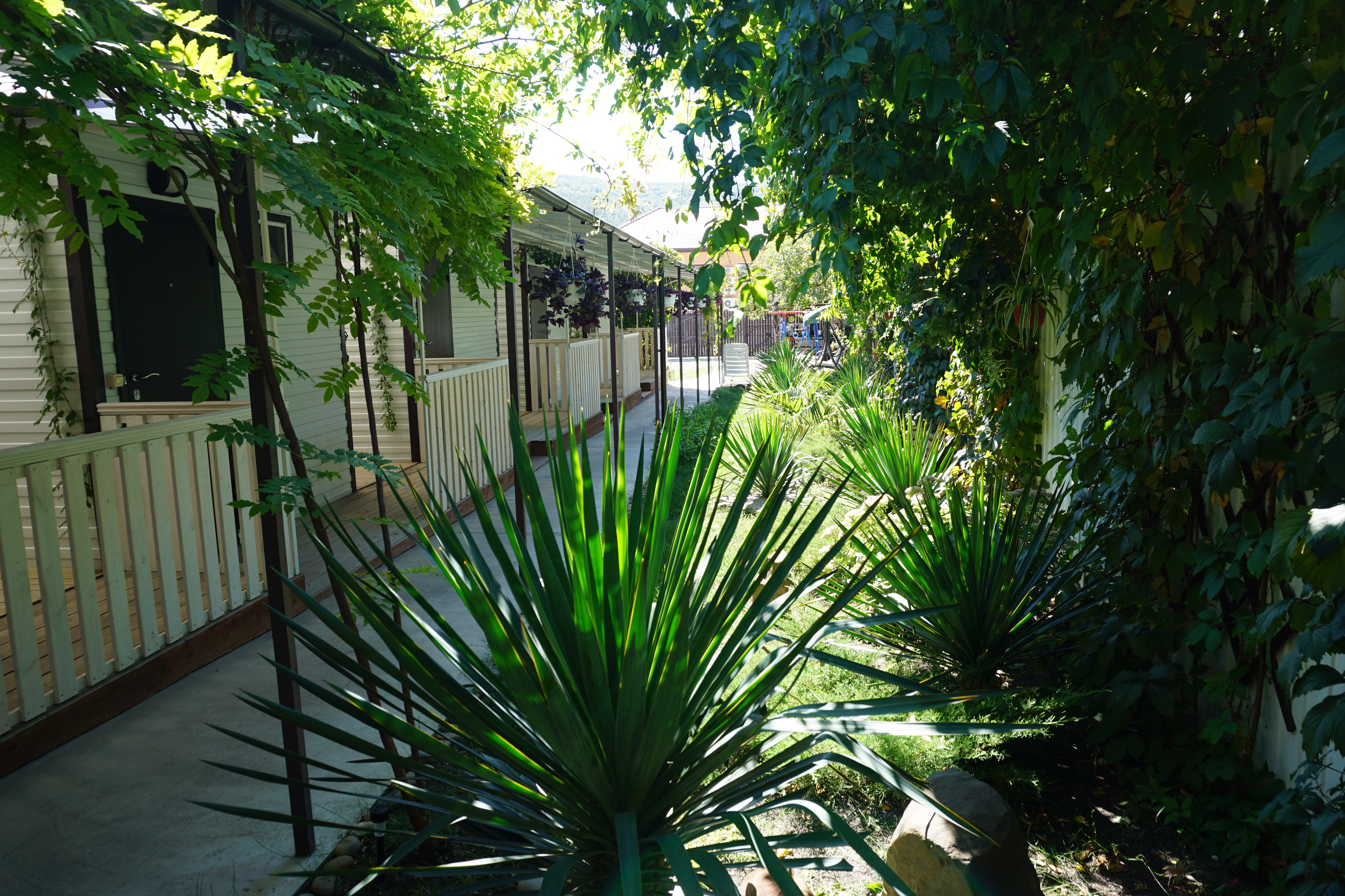 Фото Кофейное дерево