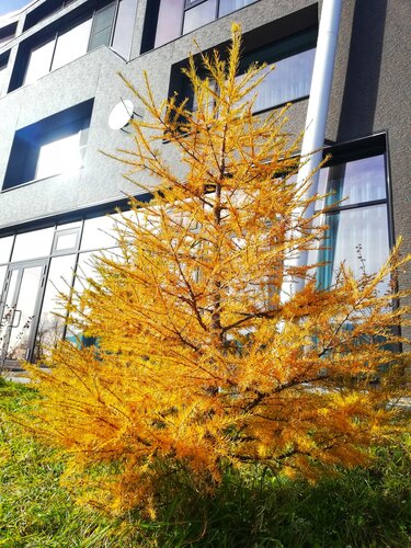 Внешний вид отеля Baikal Hill Residence в Листвянке, фото 2