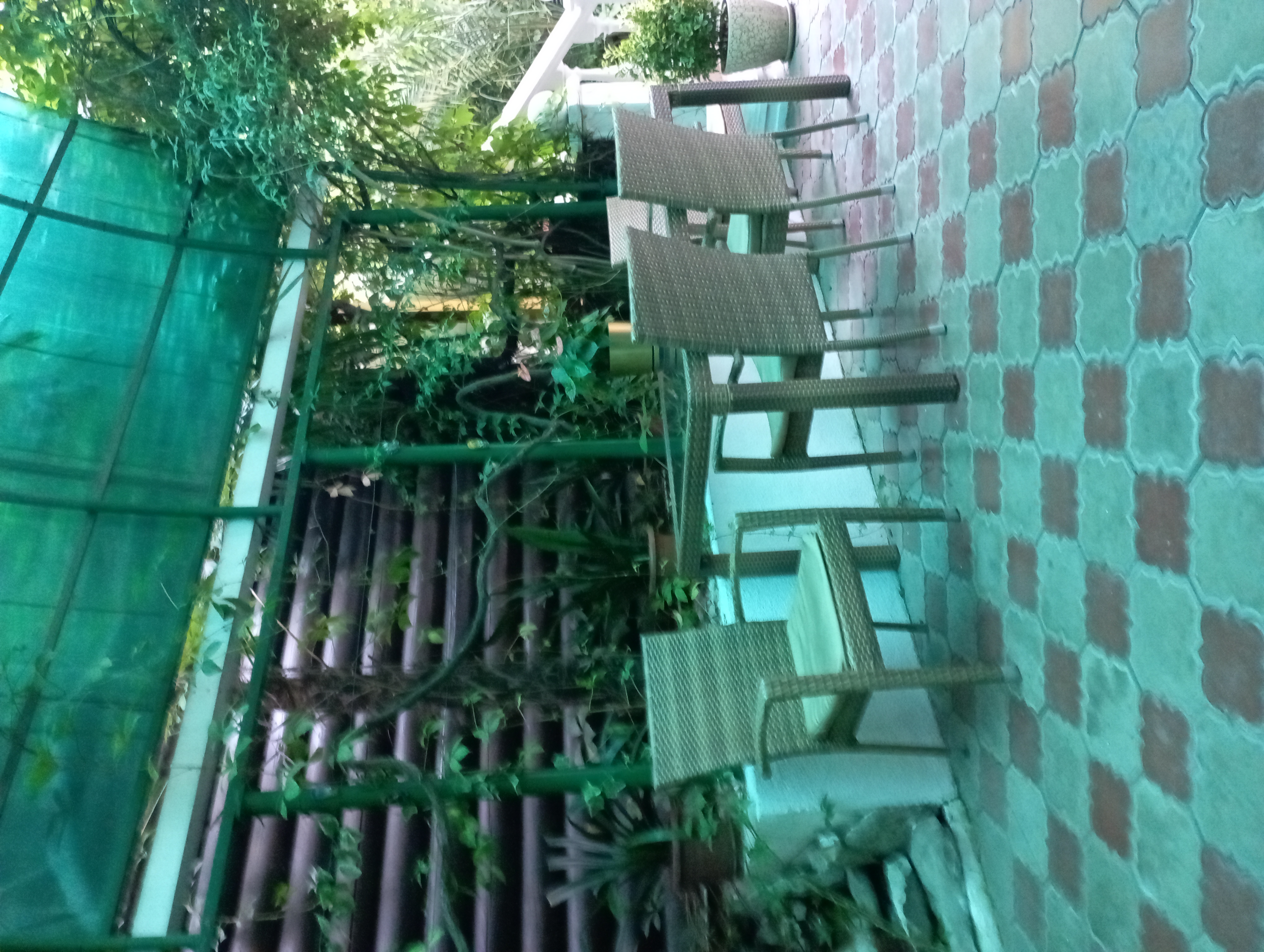 Фото Эдельвейс