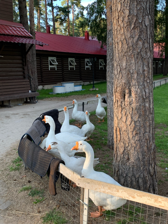 Фото Комарово