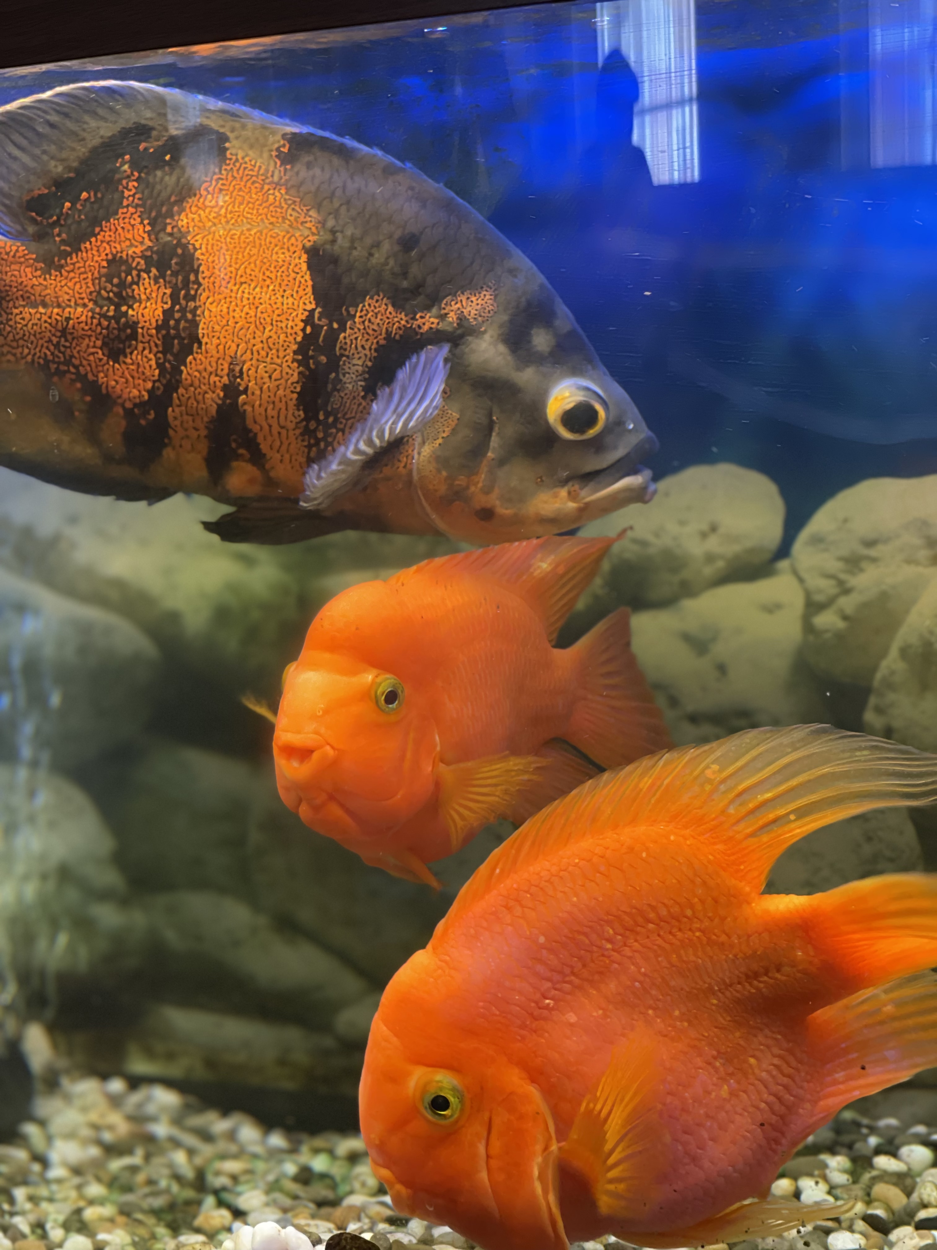 Фото Театральный