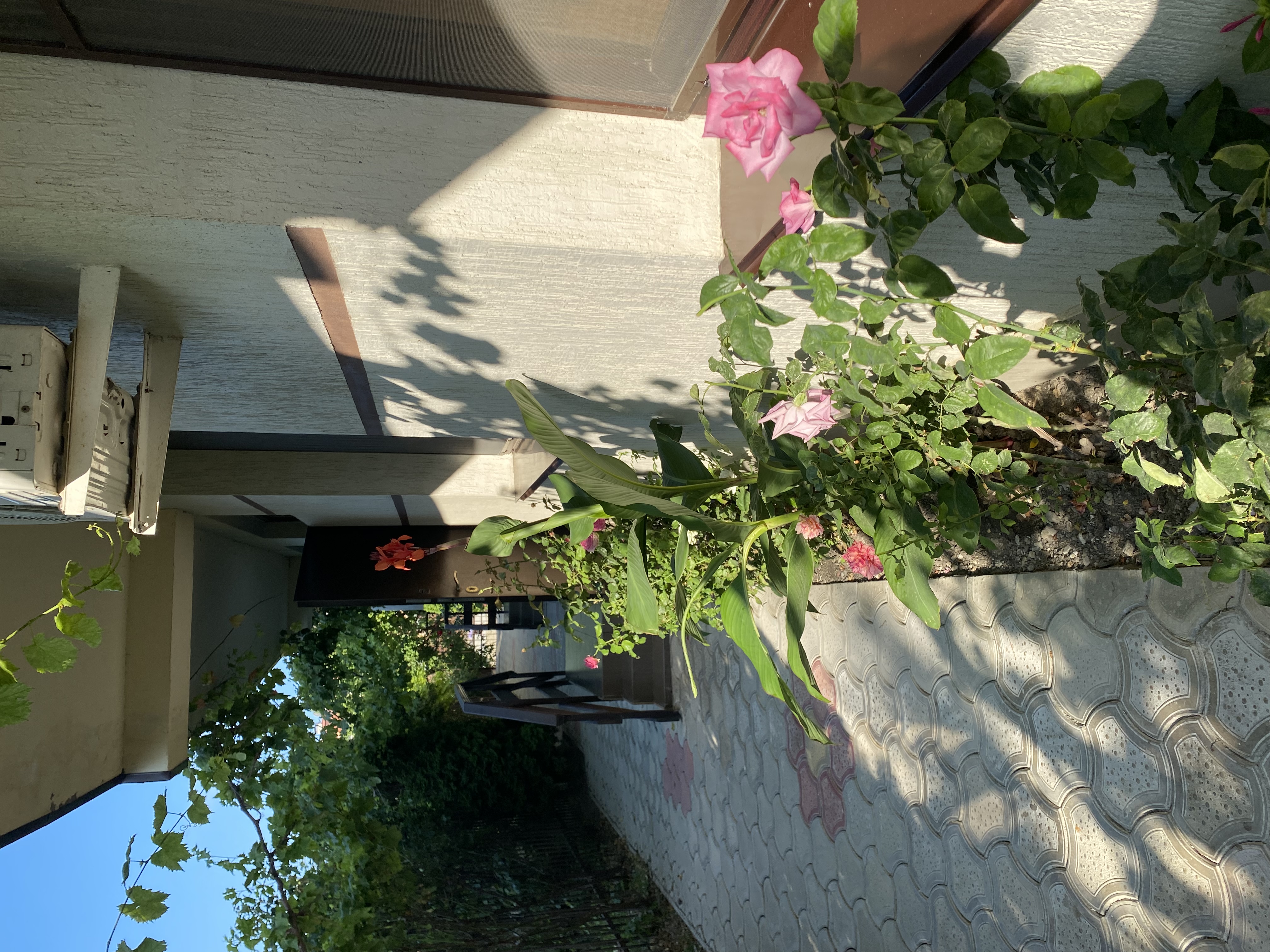 Фото Родничок