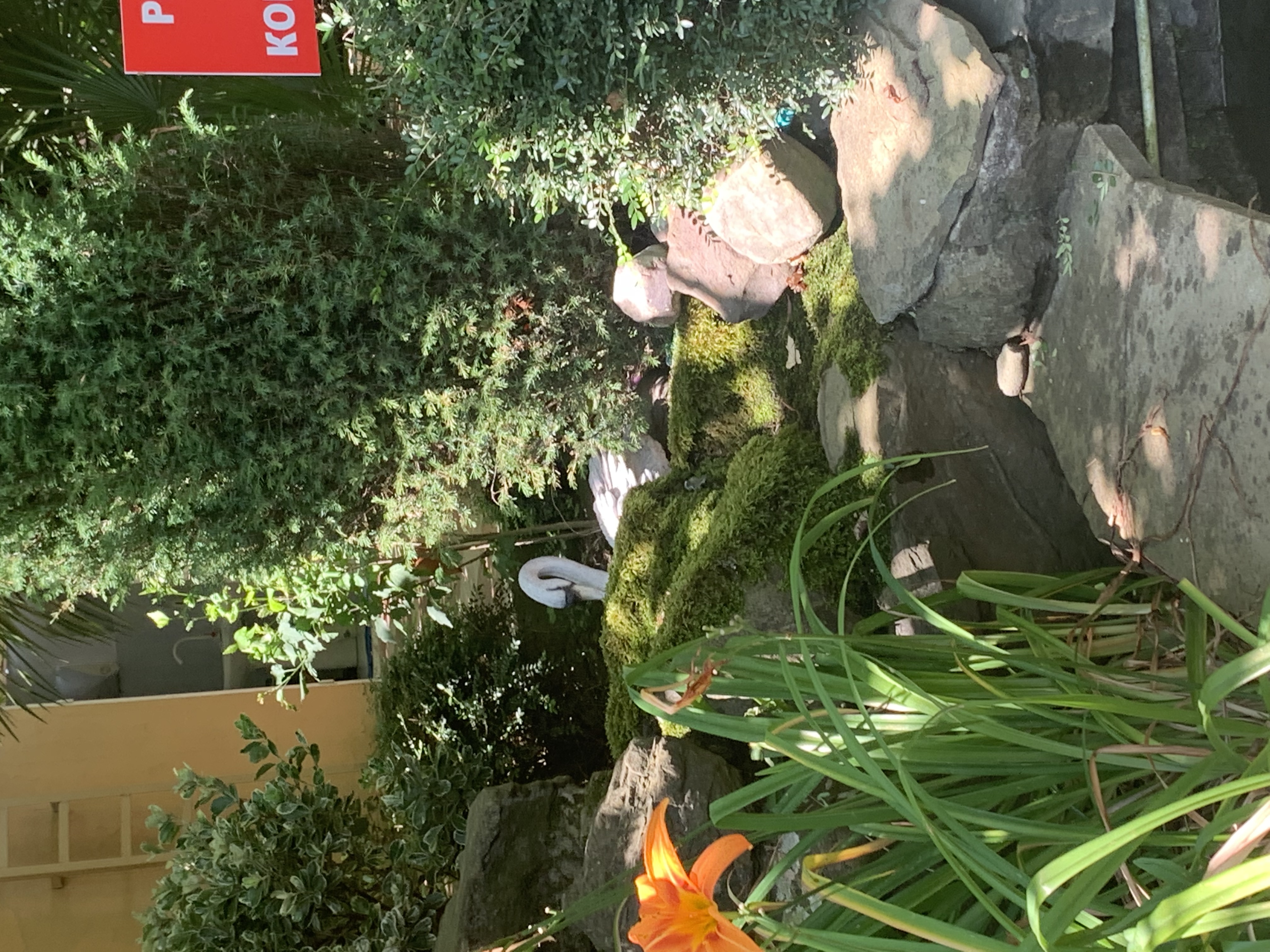 Фото Солоники