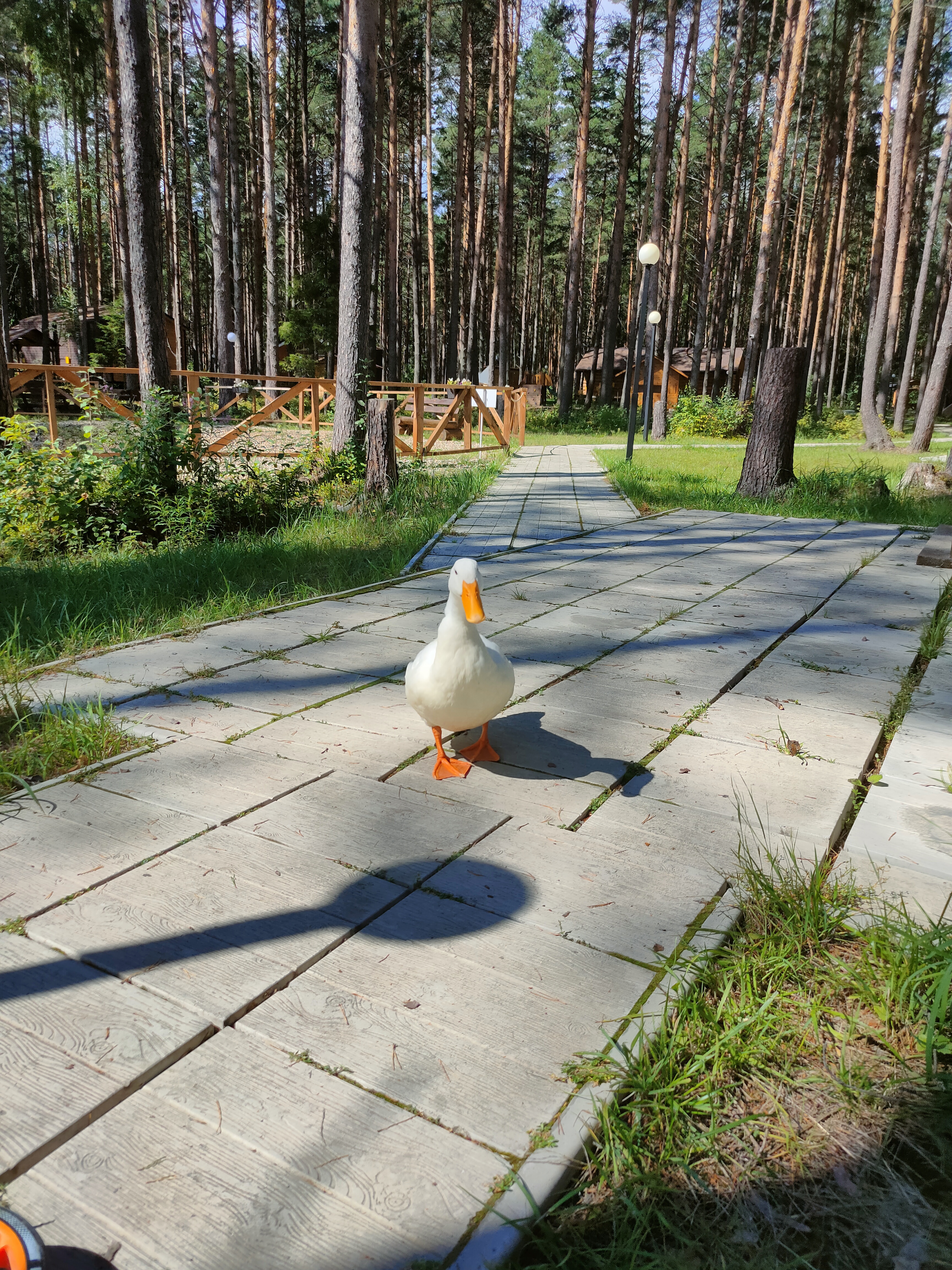 Фото Sherwood Park Hotel