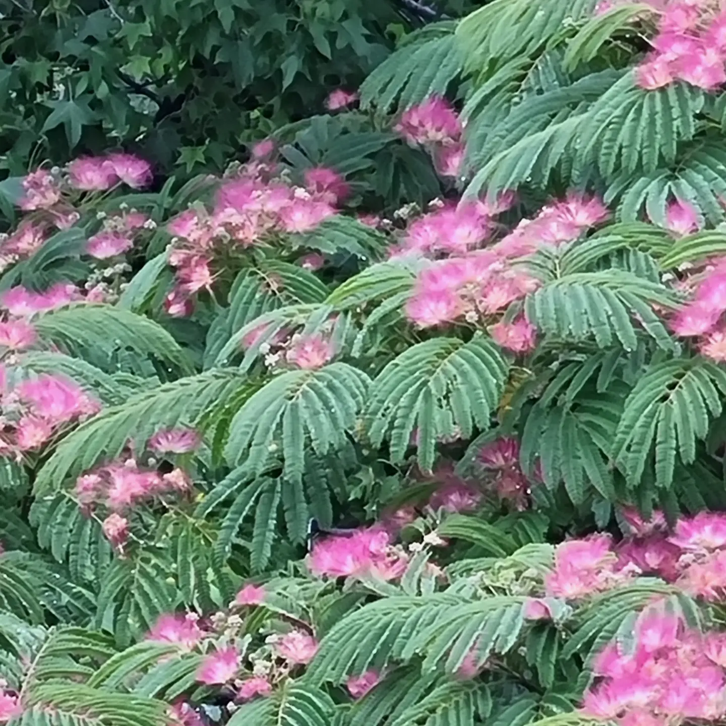 Фото Милана