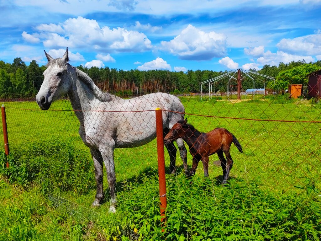Resort Деревня Ходателево, Moscow and Moscow Oblast, photo