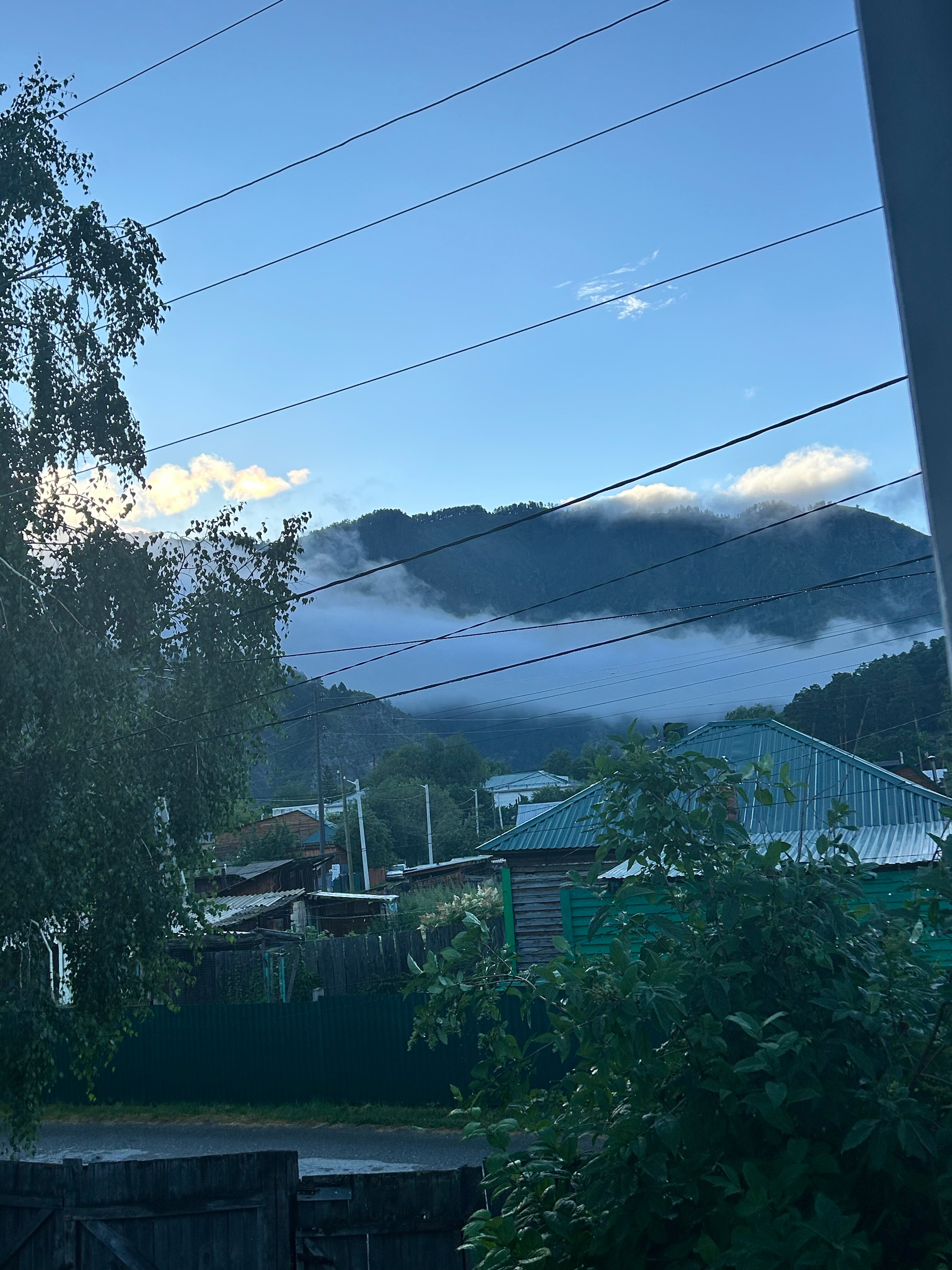 Фото Ель и кедр