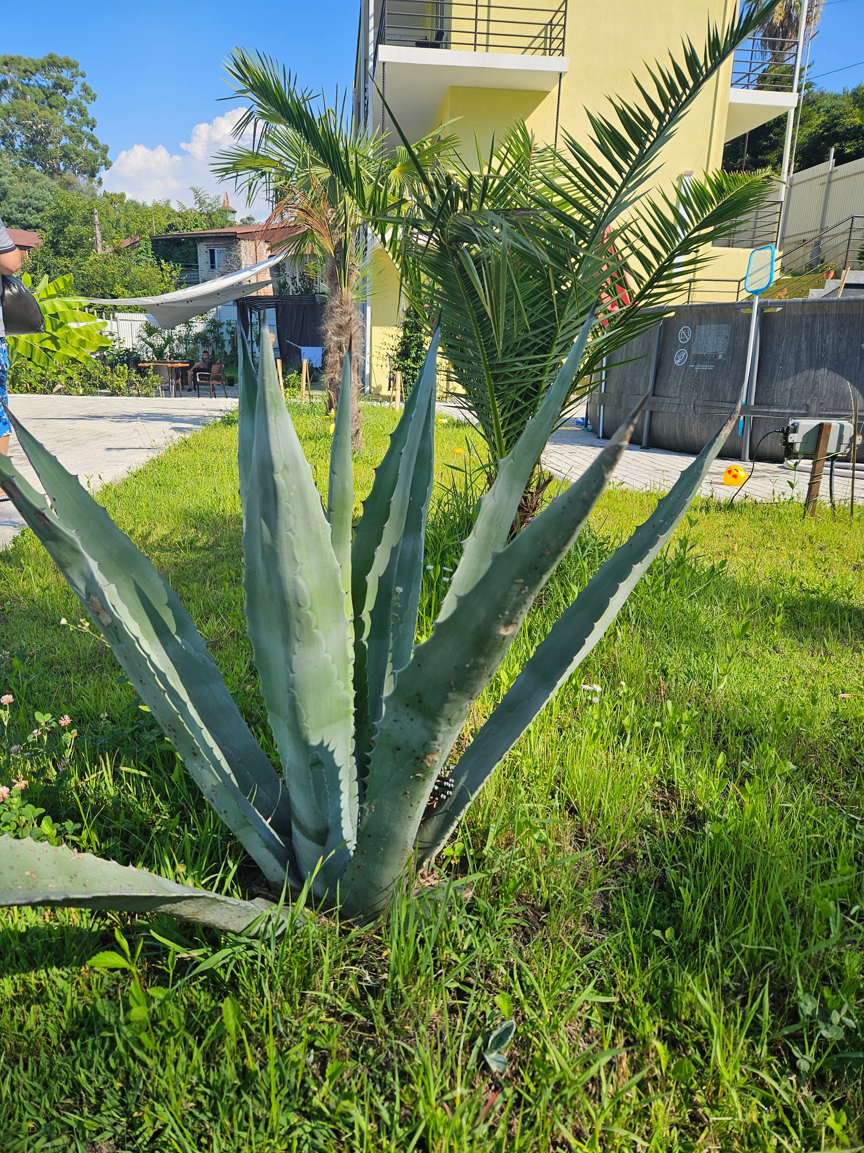 Фото Лимончелло