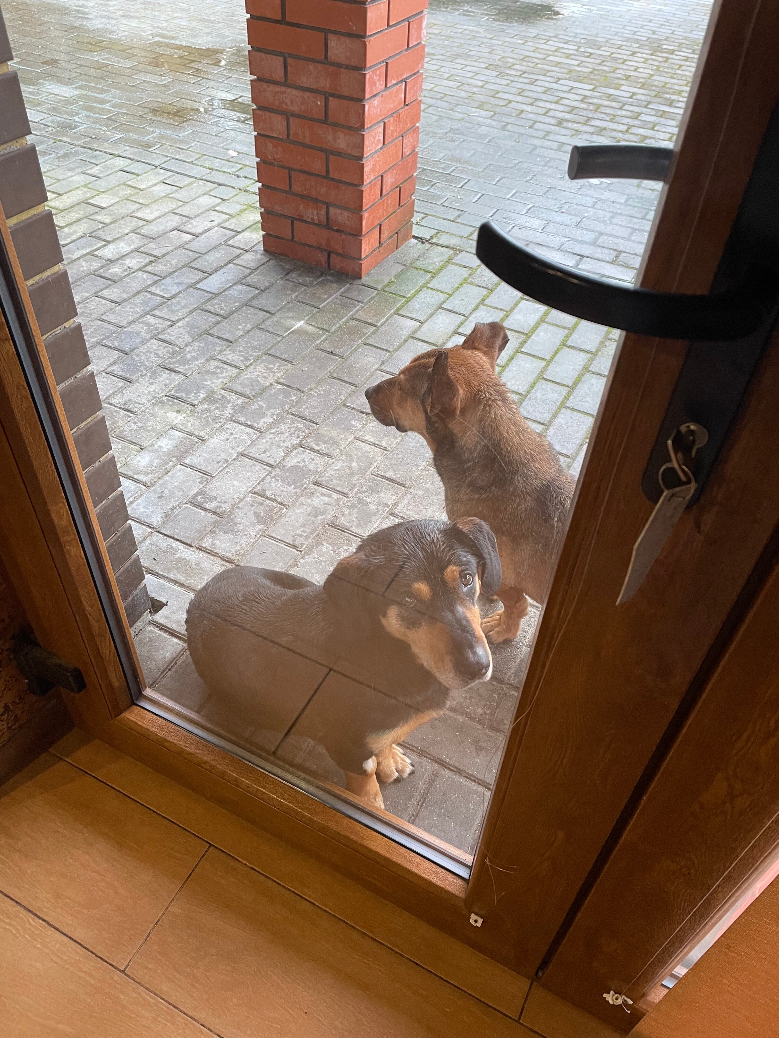 Фото Сосны, Ели и Залив