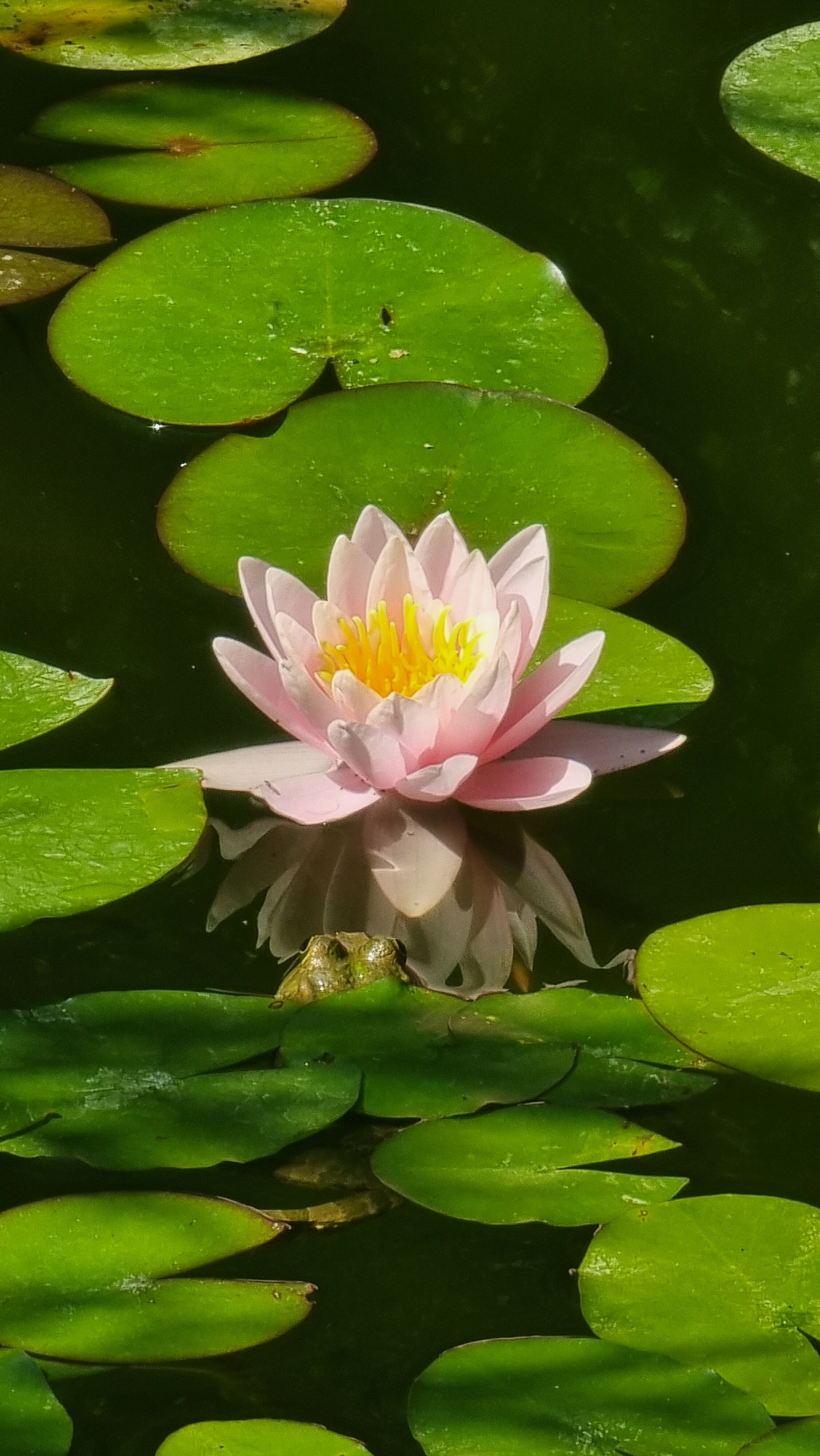 Фото Альпийская долина