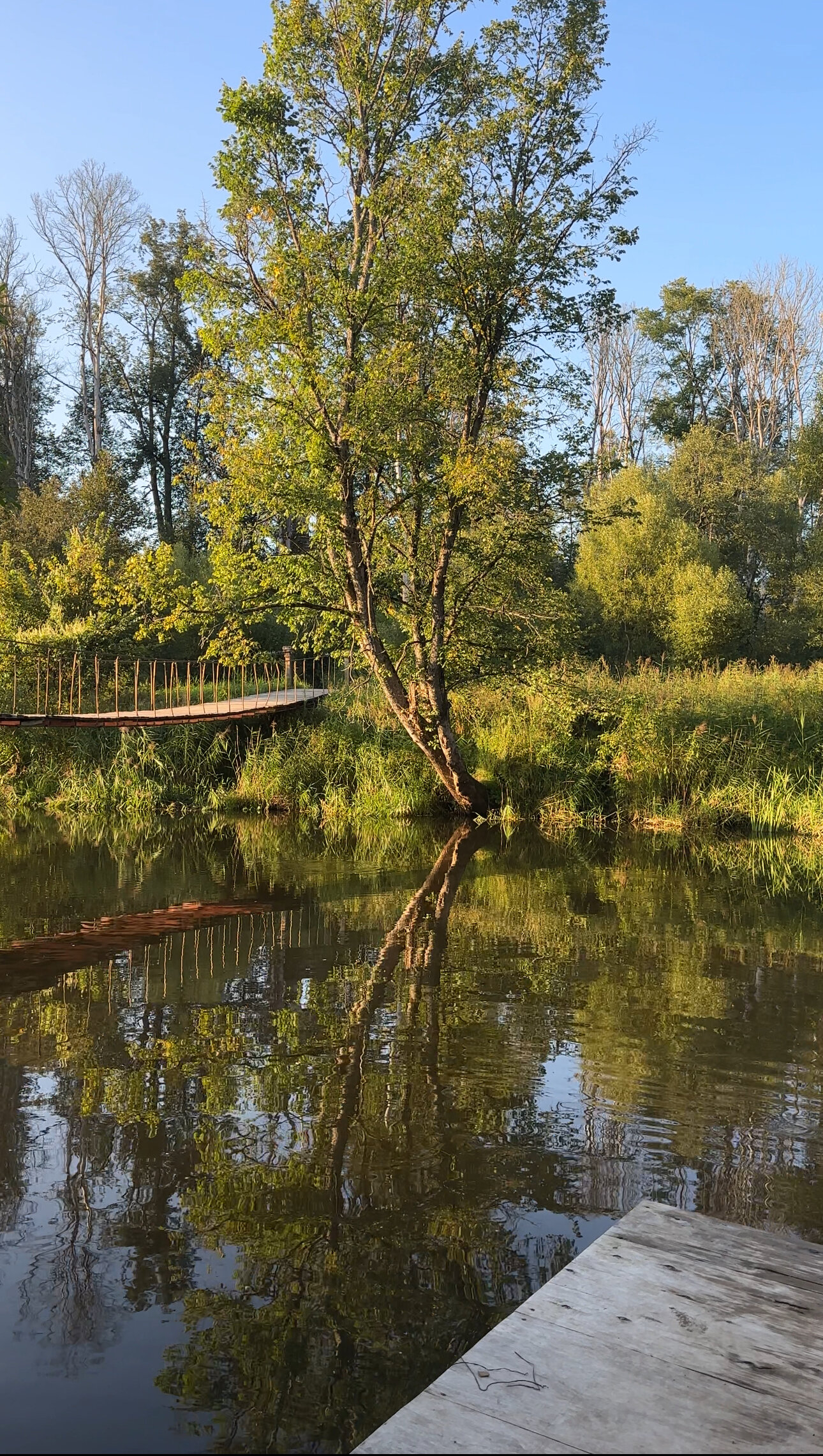 Фото Сметана