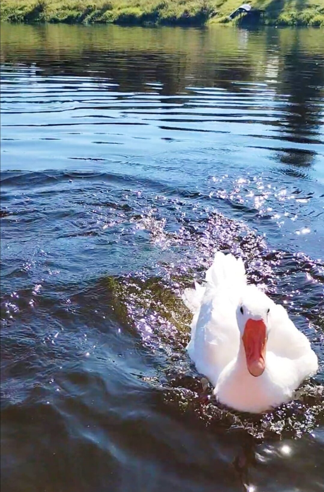 Фото Веселые гуси