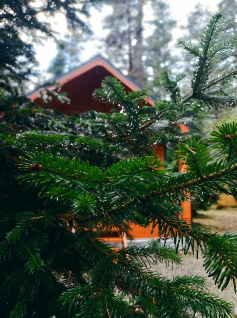 Фото Белый волк