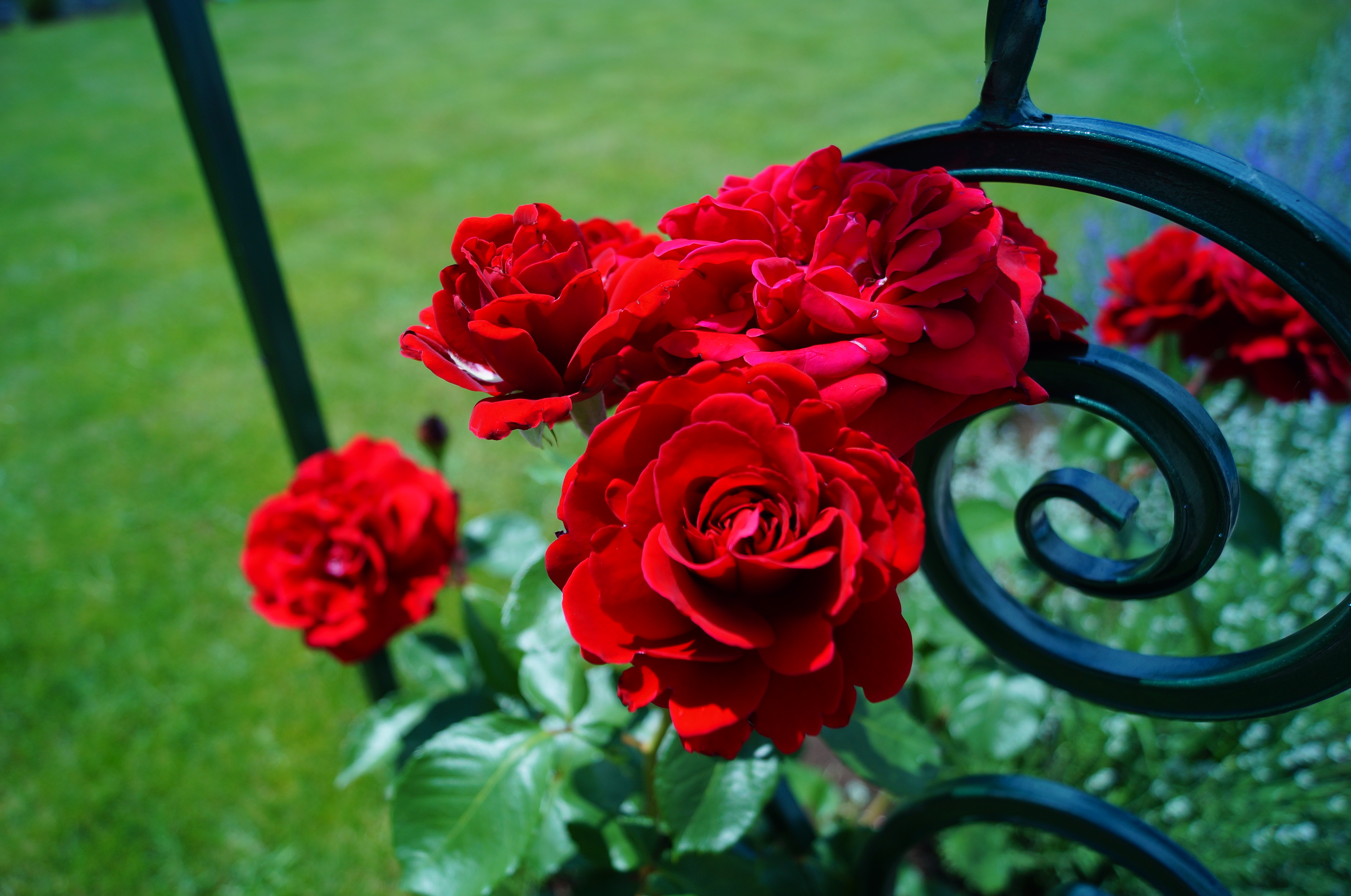 Фото Семицветик