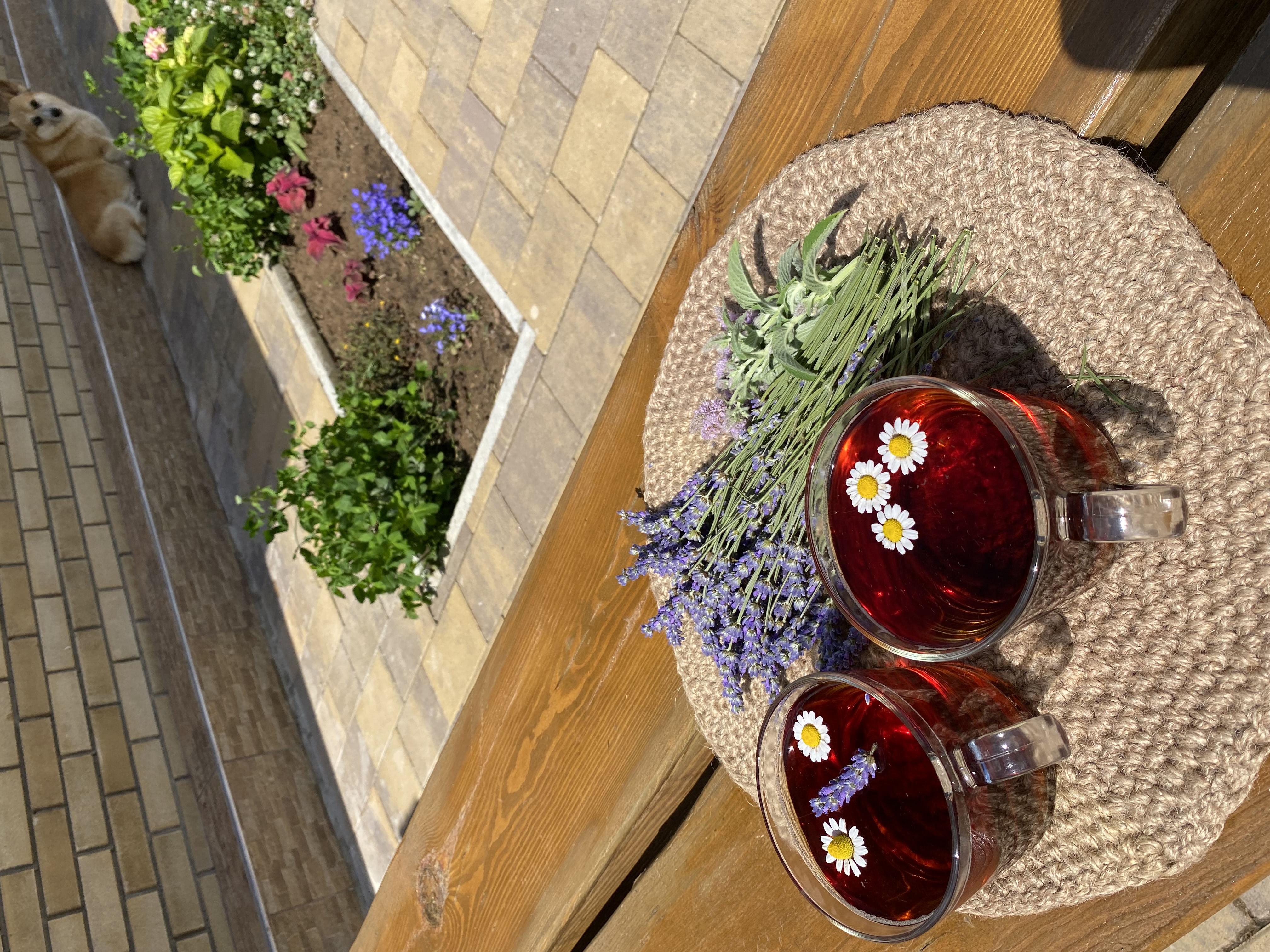 Фото Сантолина