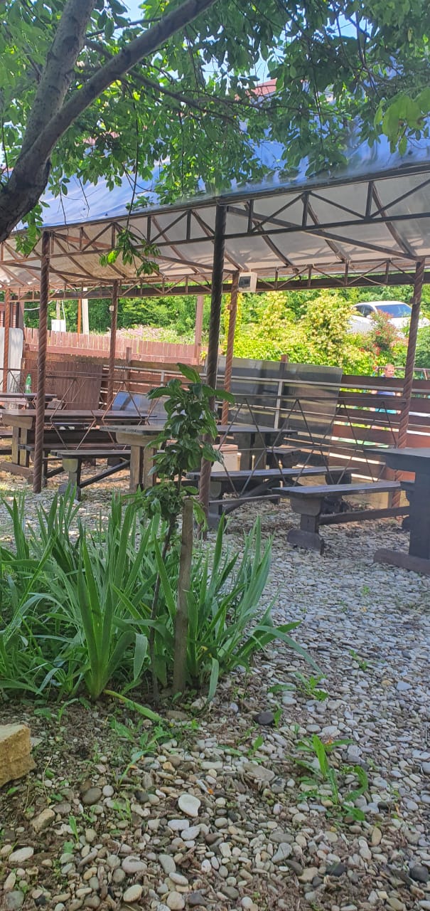 Фото Дельфин