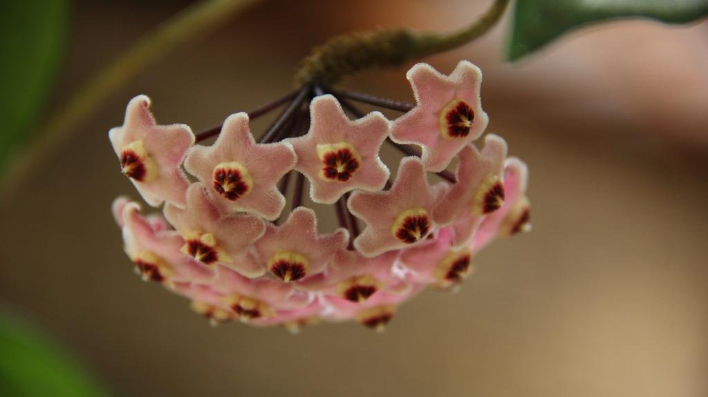 Фото Ilha de Mato