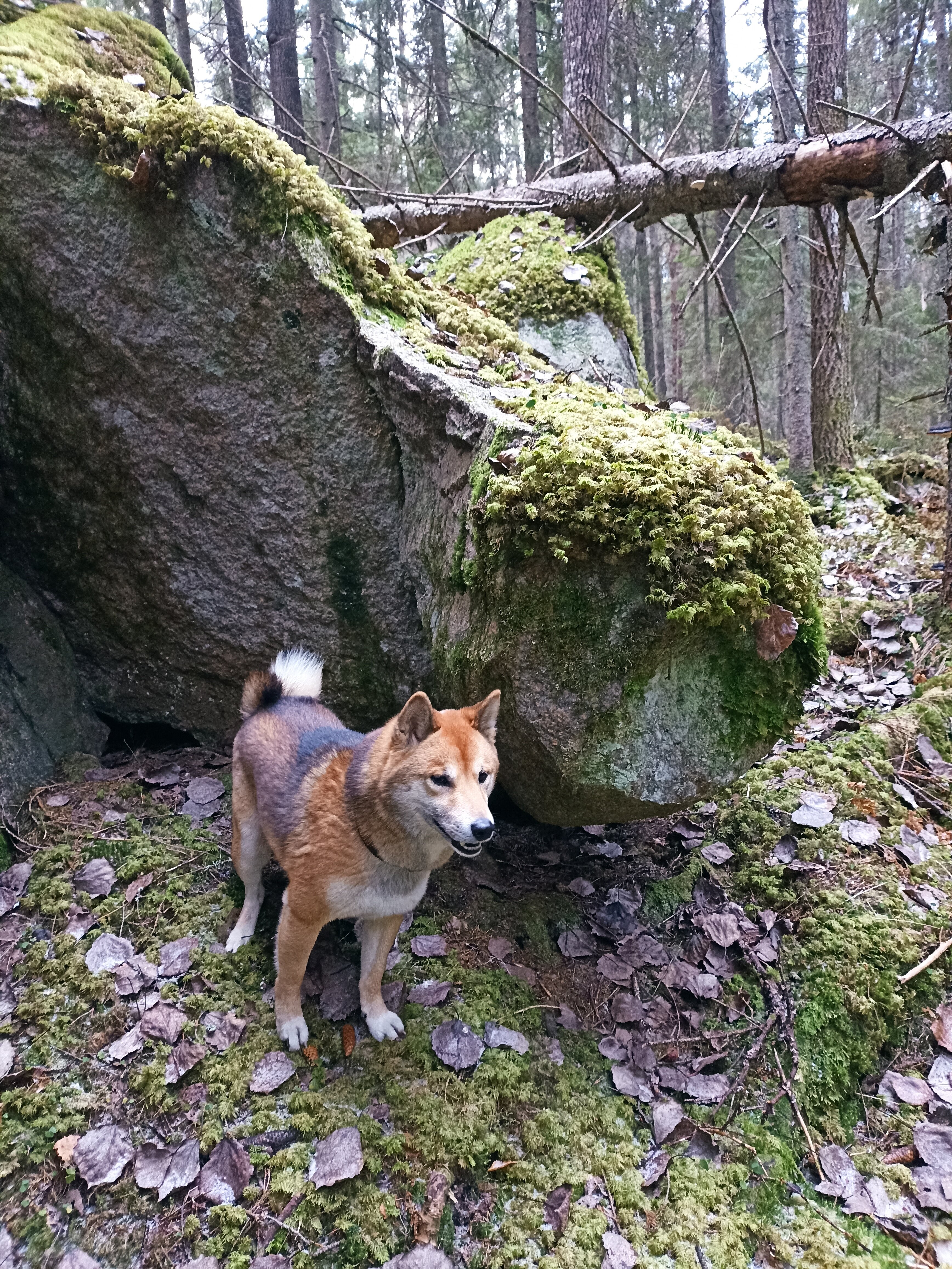 Фото Этнический хутор Каменная Карелия