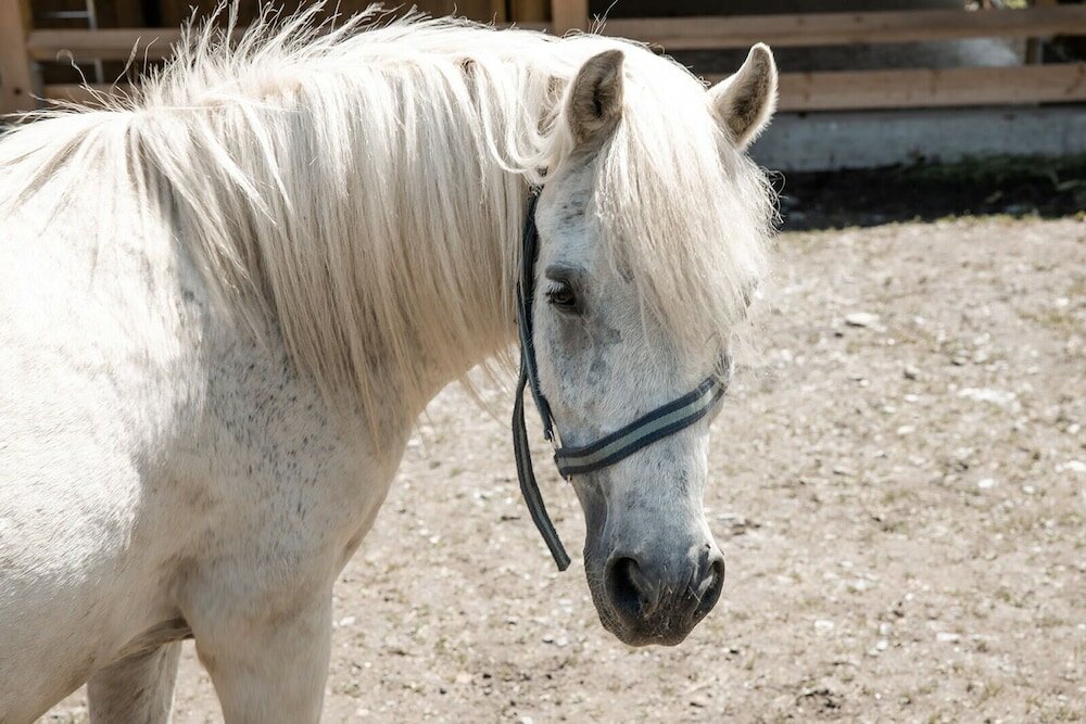 Фото Hotel Roslehen