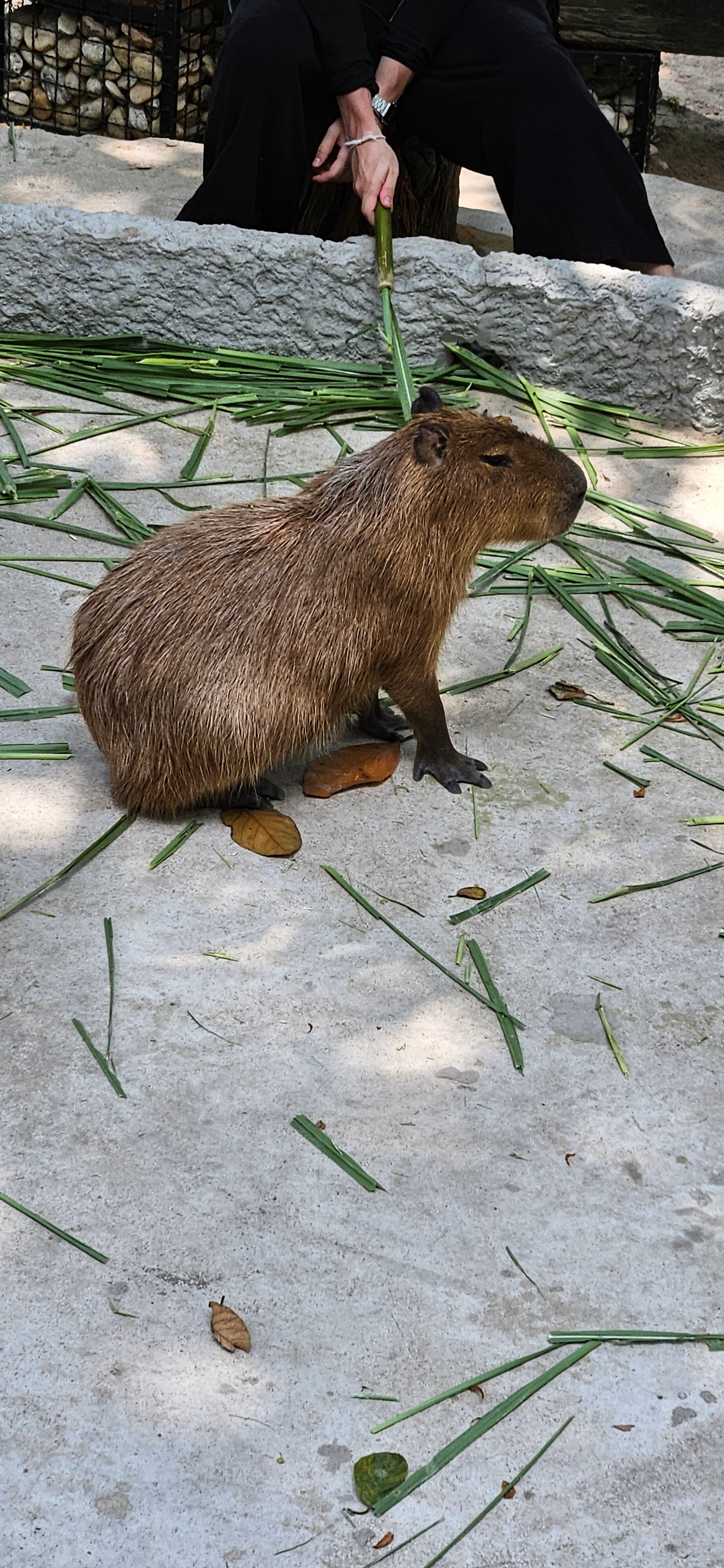 Фото Long Beach Pavilion’s