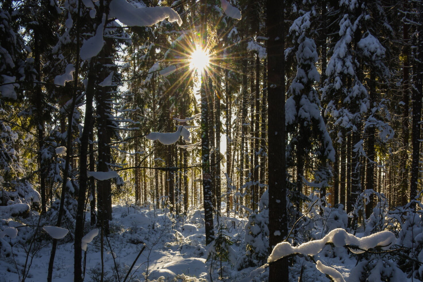 Фото Домик Коиви