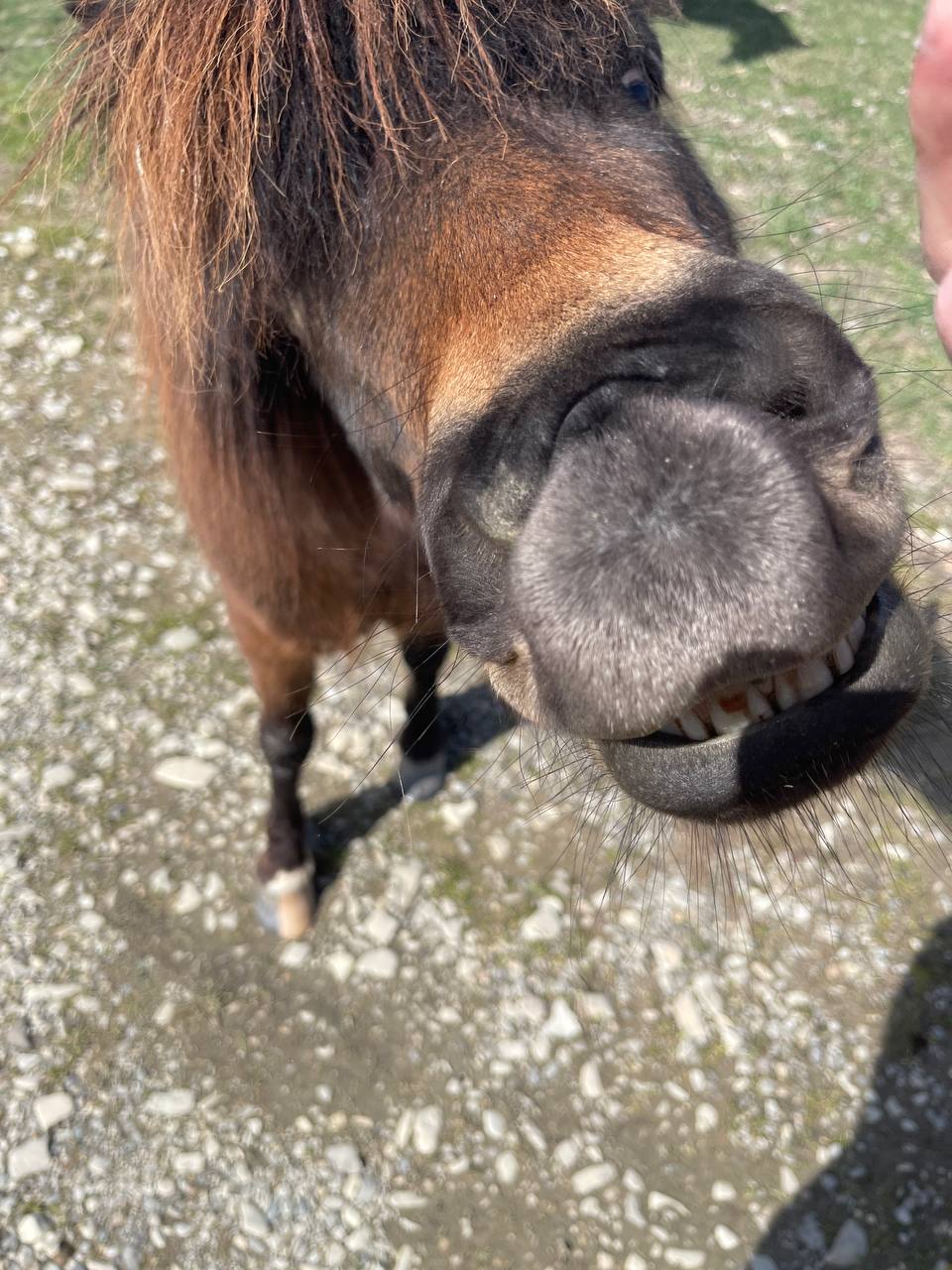 Фото Секвойя