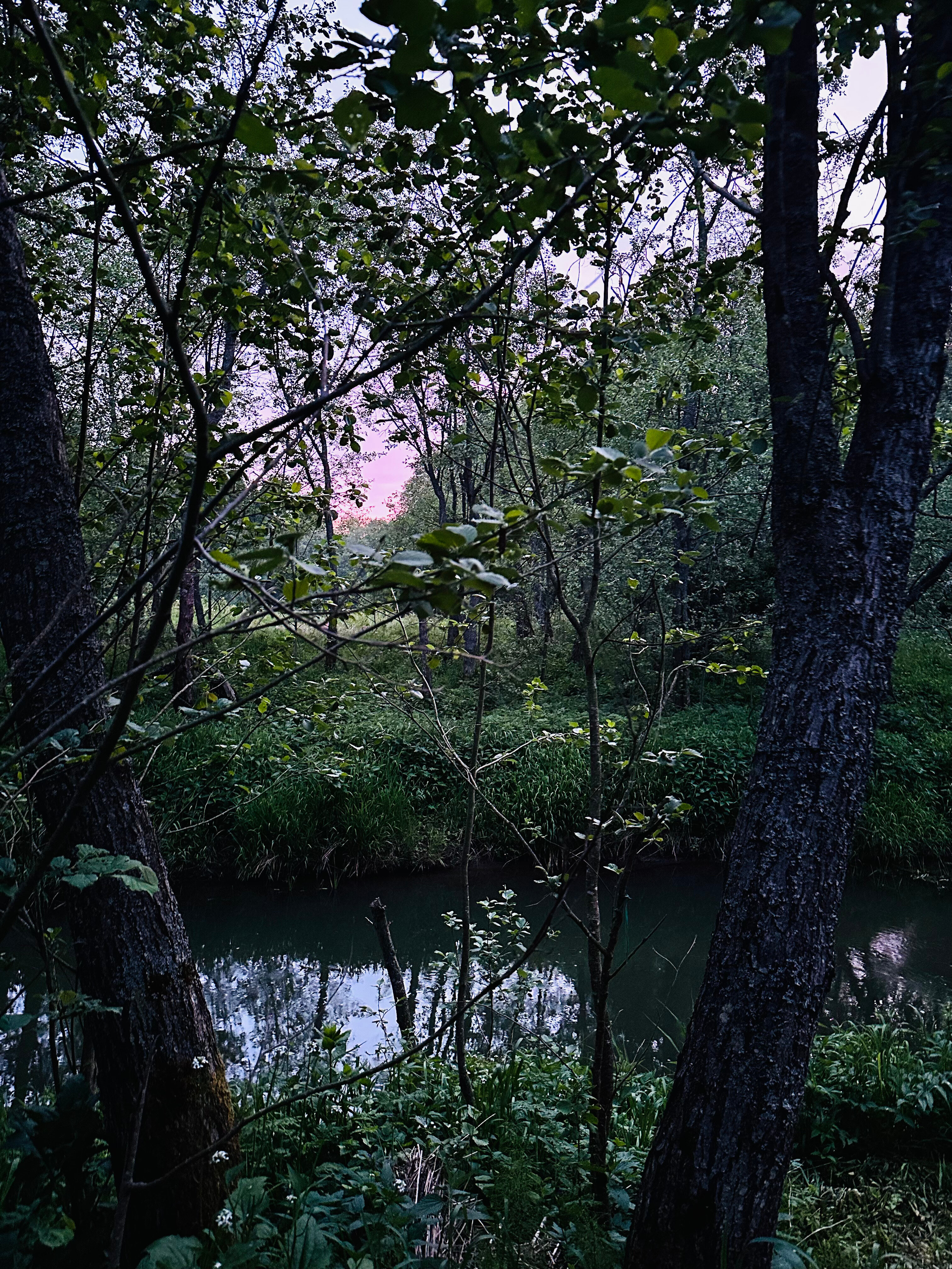 Фото Лесная тропа