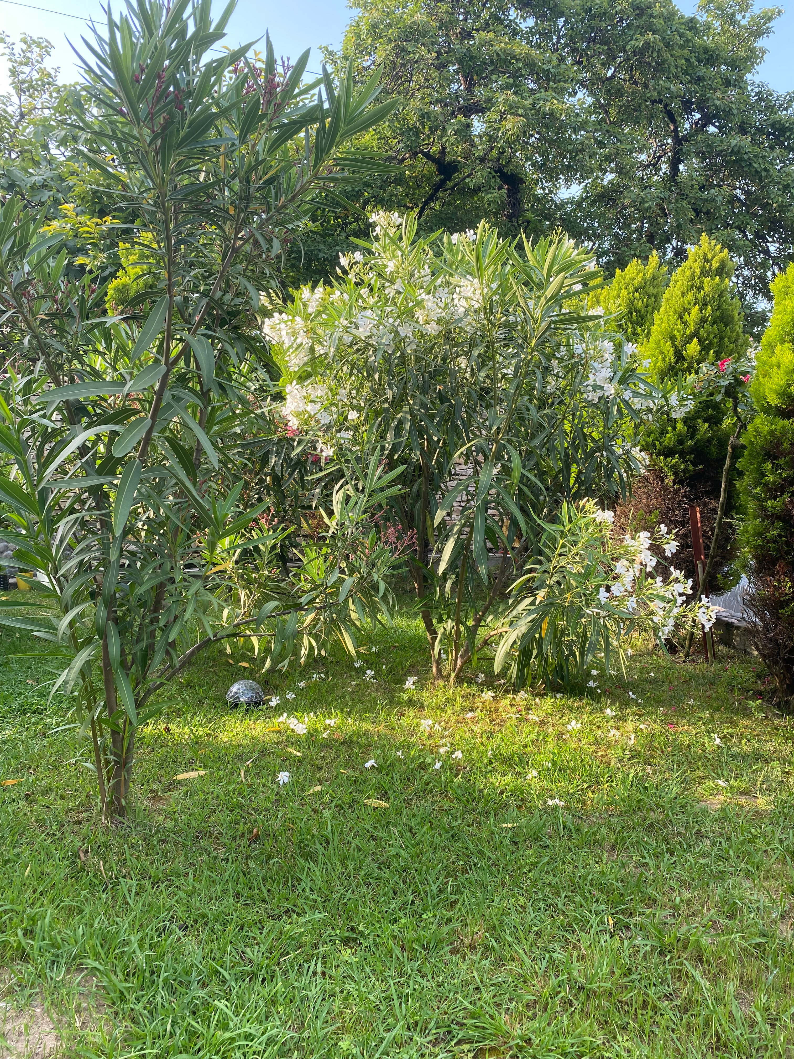 Фото Парк Отель Абхазия