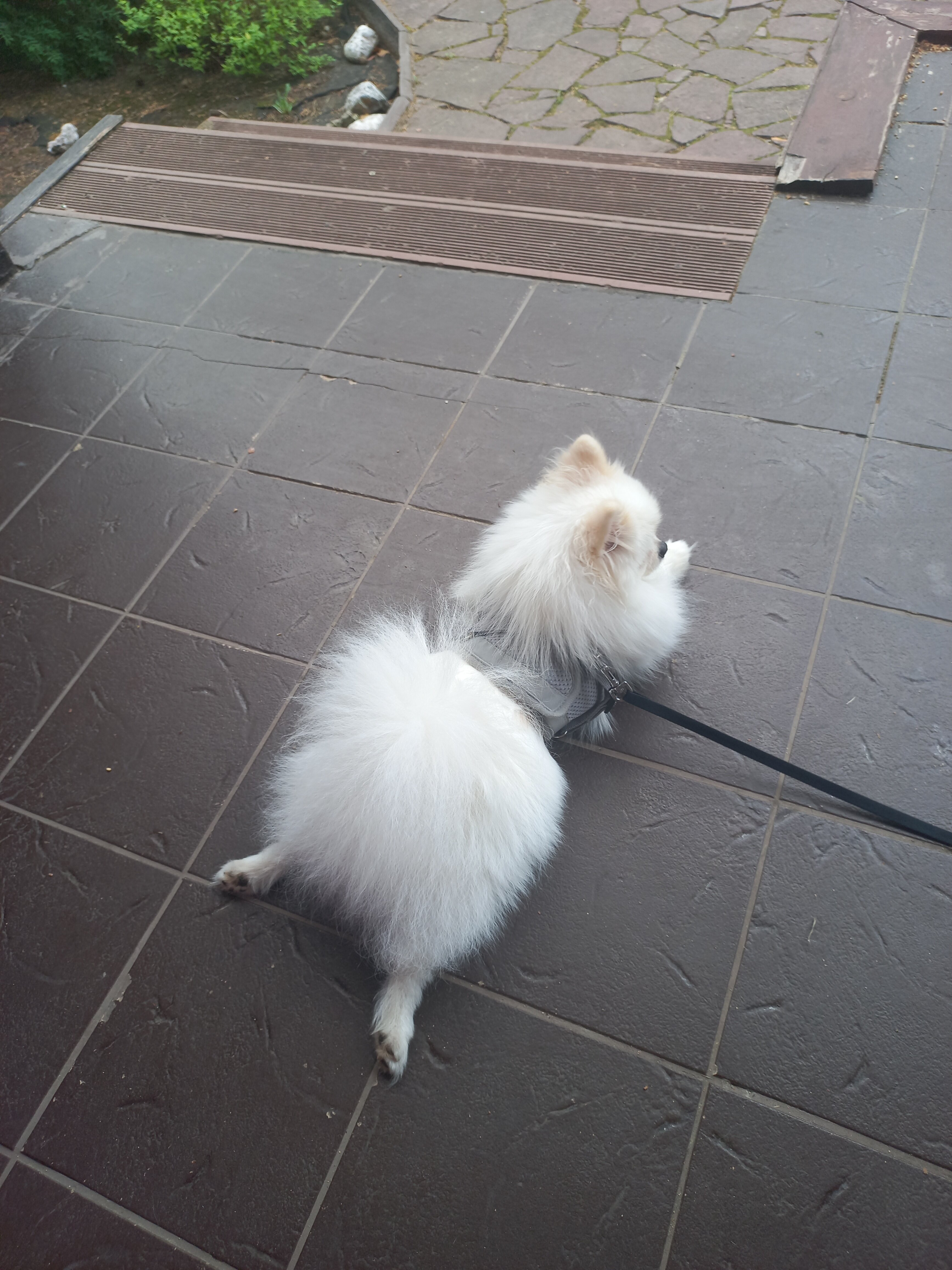 Фото ФорРест