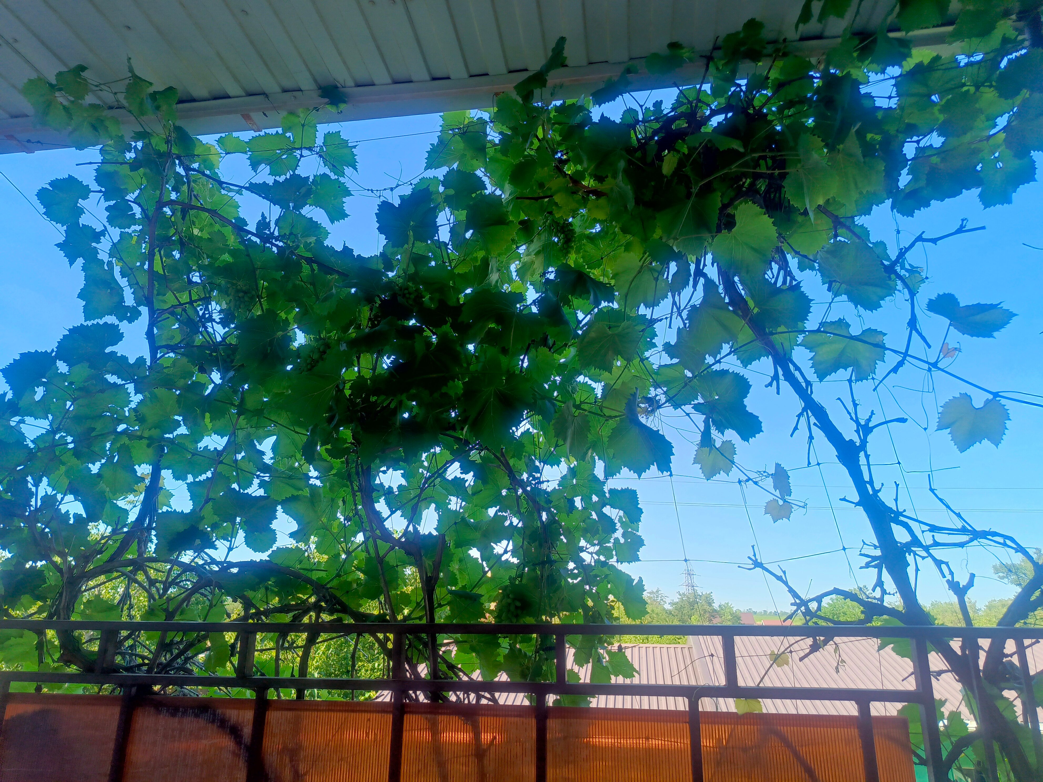 Фото Солнечная поляна