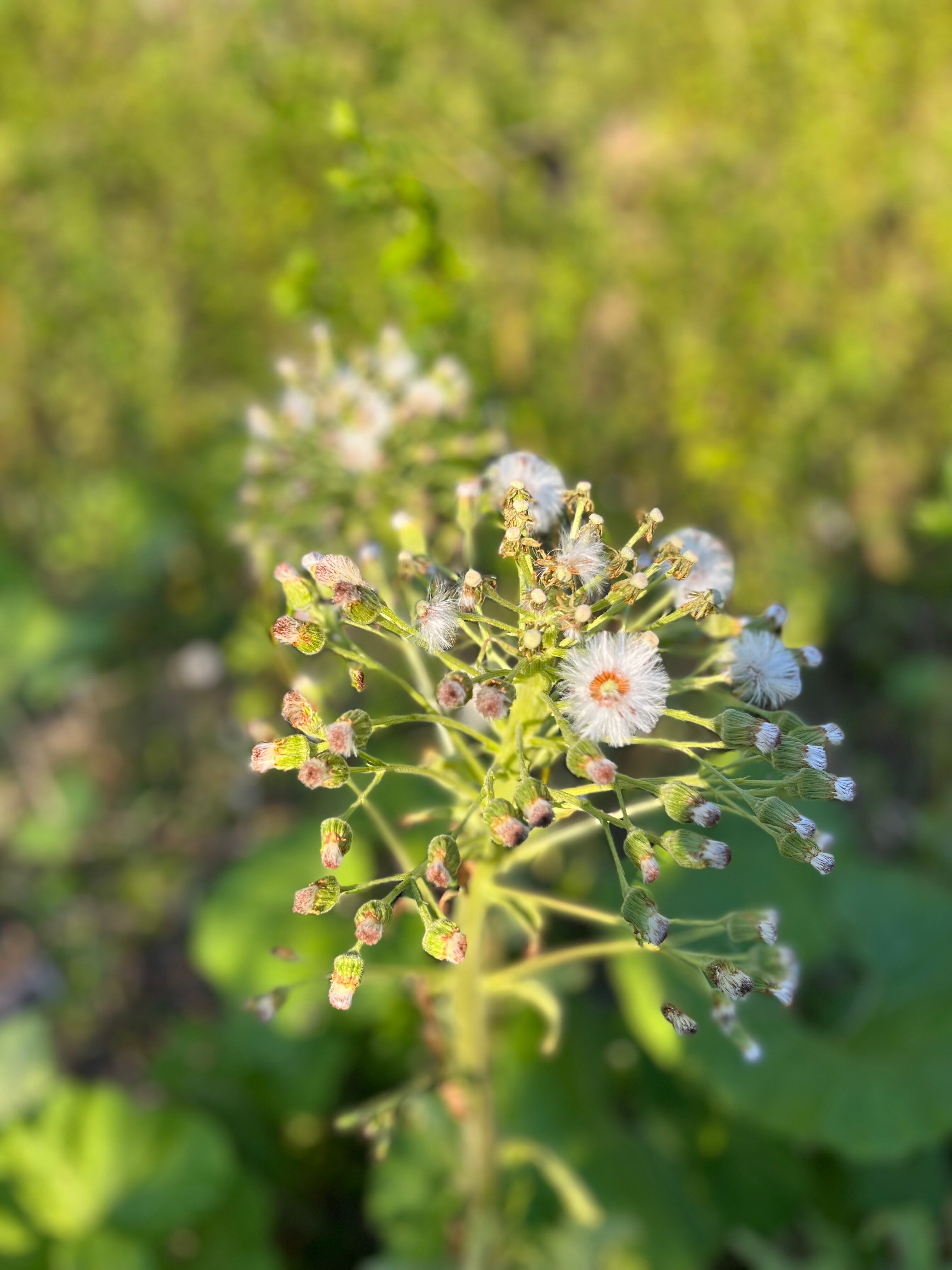 Фото Кедровый