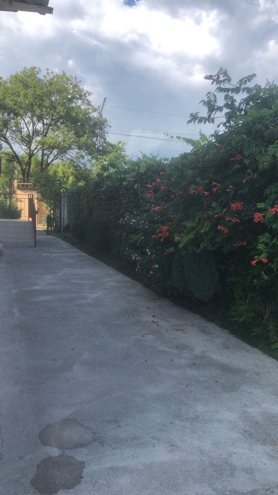 Фото Лантана