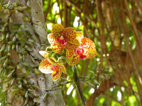 Фото Saudara Home