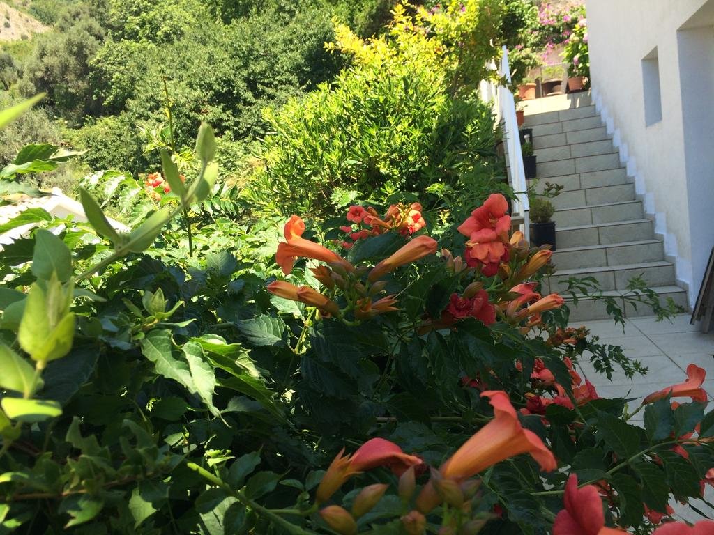 Фото Апартаменты Aleksandar