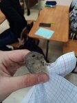 Высоковская средняя общеобразовательная школа (selo Vysokoye, ulitsa Mira, 62/5А), school