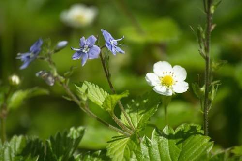 Фото La Casina Rossa
