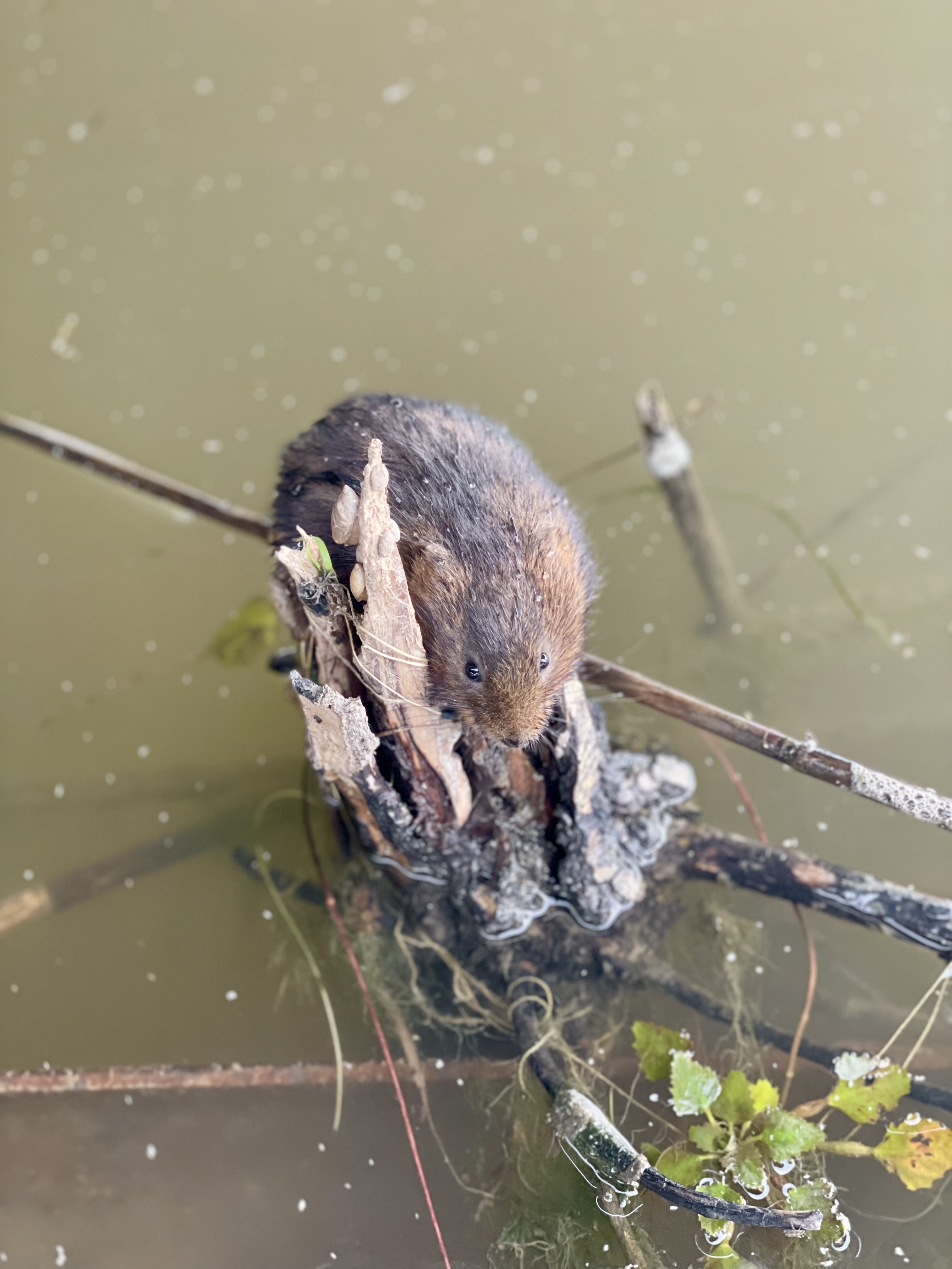 Фото Фортуна