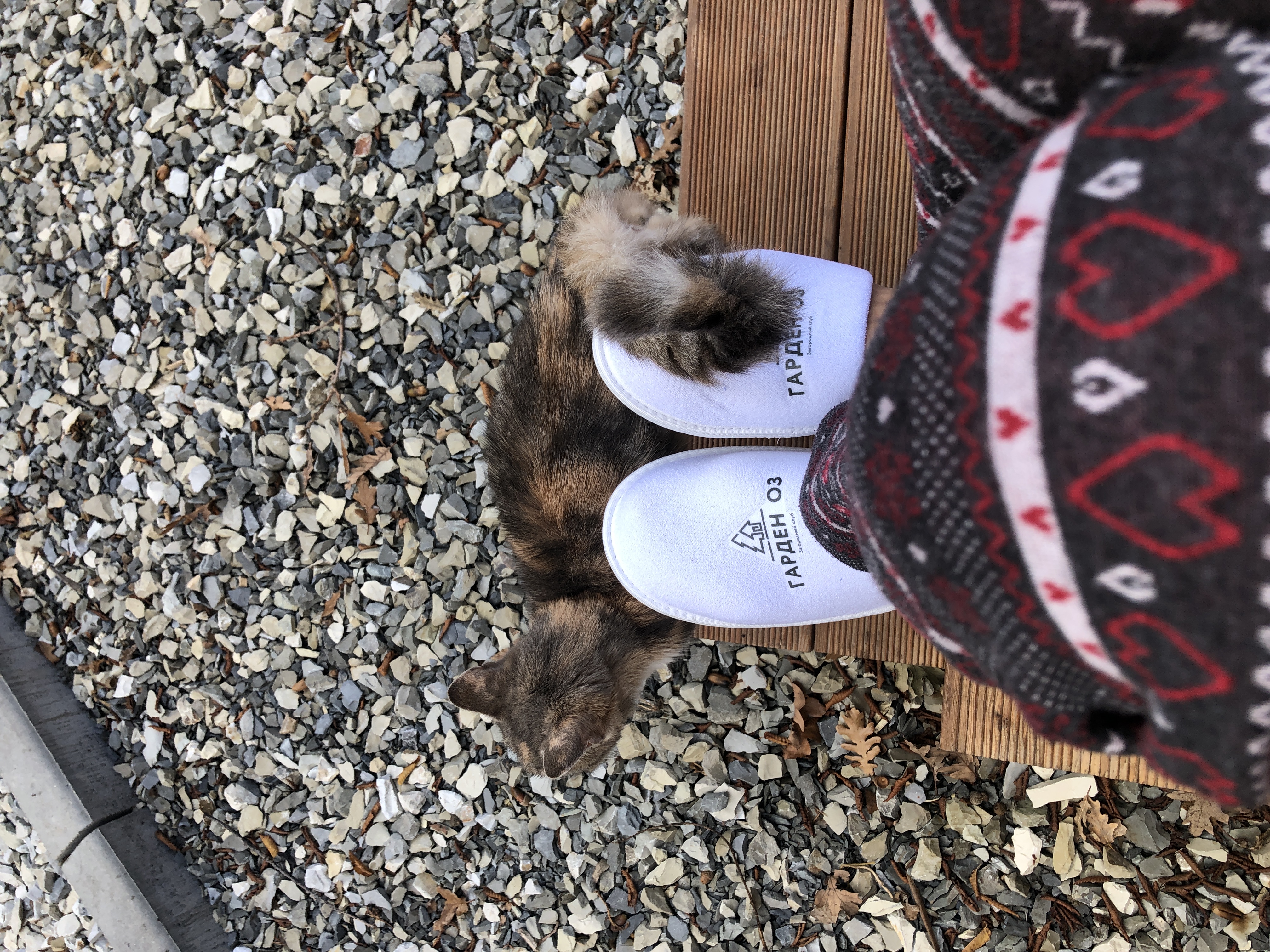 Фото Гарден Оз