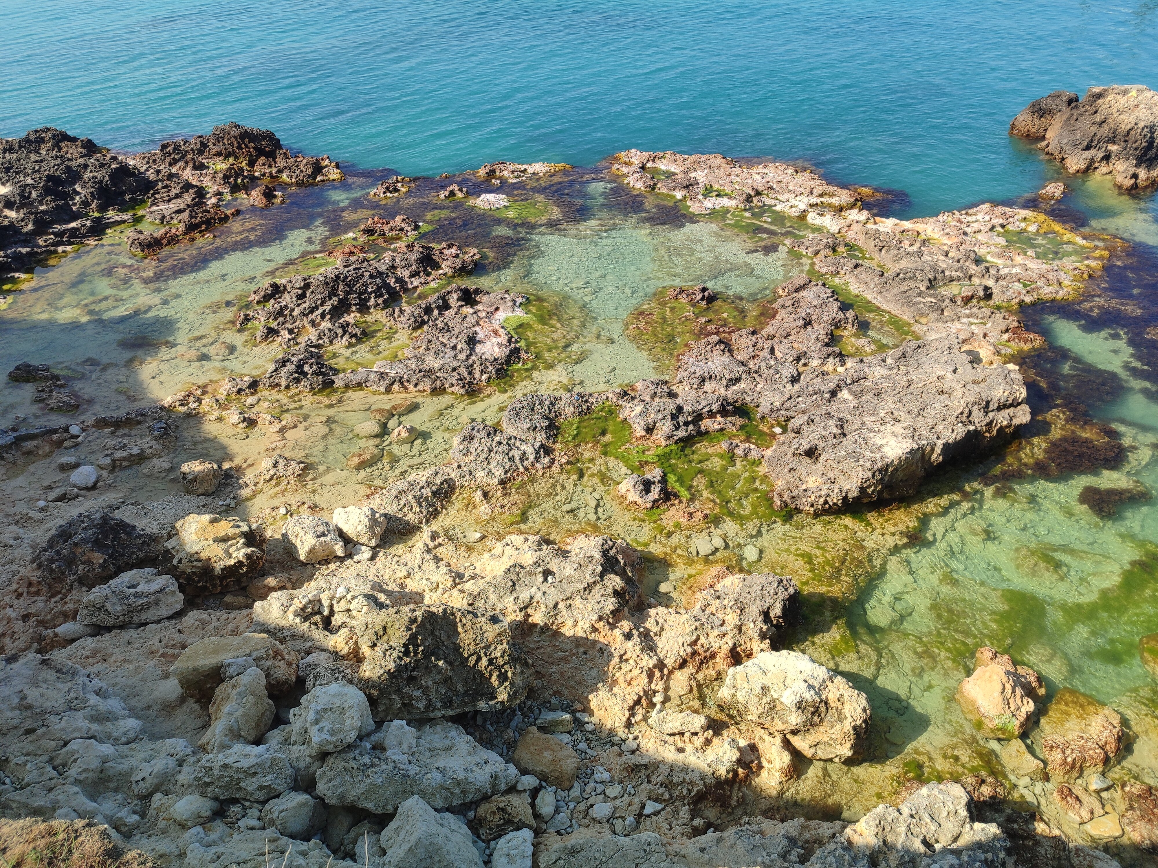 Фото Бамбук